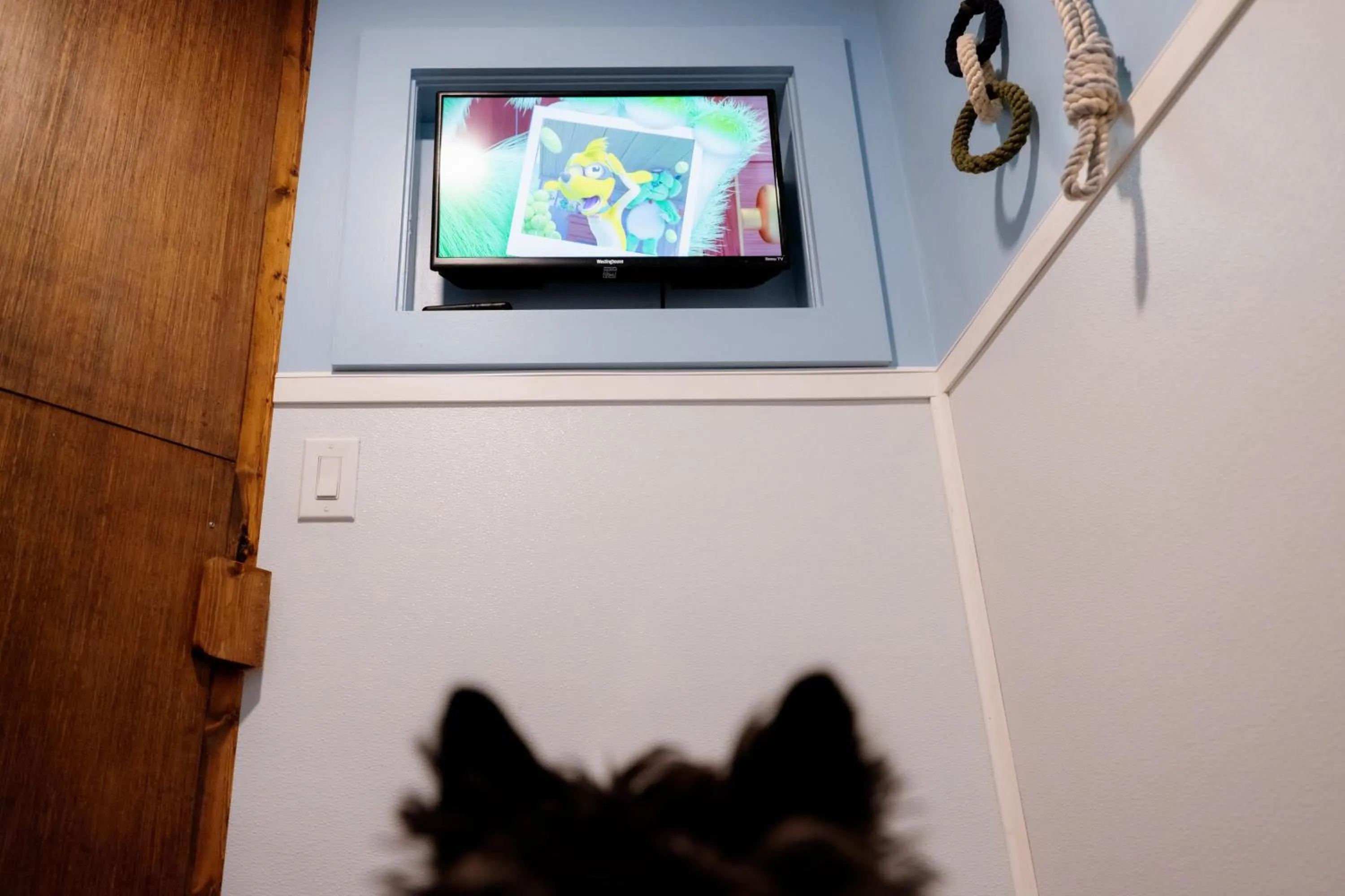 Pets in The Chandler Hotel