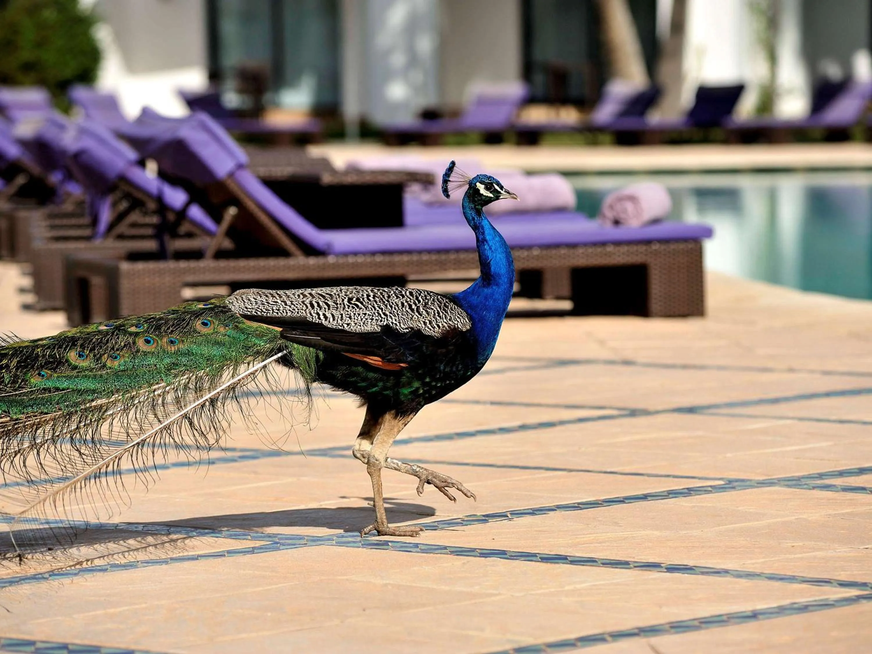 Other in Pullman Mazagan Royal Golf & Spa