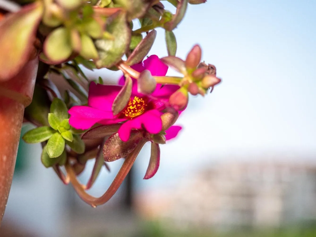 Balcony/Terrace in Buongiorno! Premium
