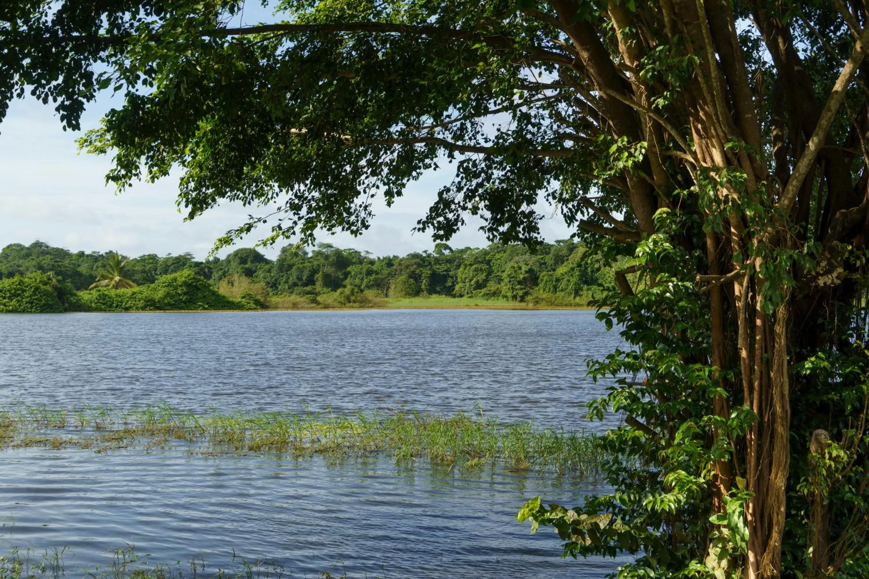 Natural landscape in Hotel Mercure Kourou Ariatel