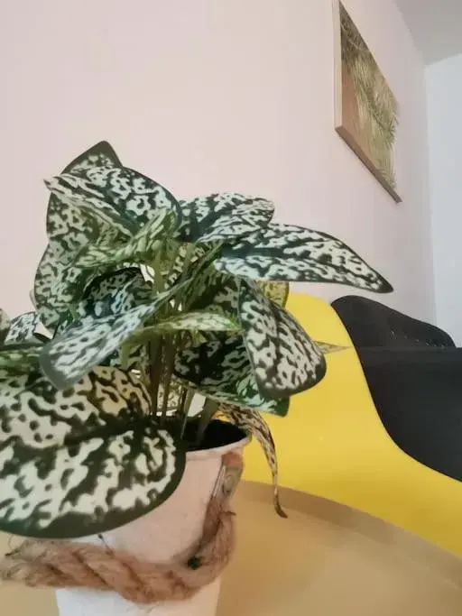 Casa Apartment @ Ipoh 【怡保民宿】 Casa Apartment @ Ipoh 【怡保民宿】