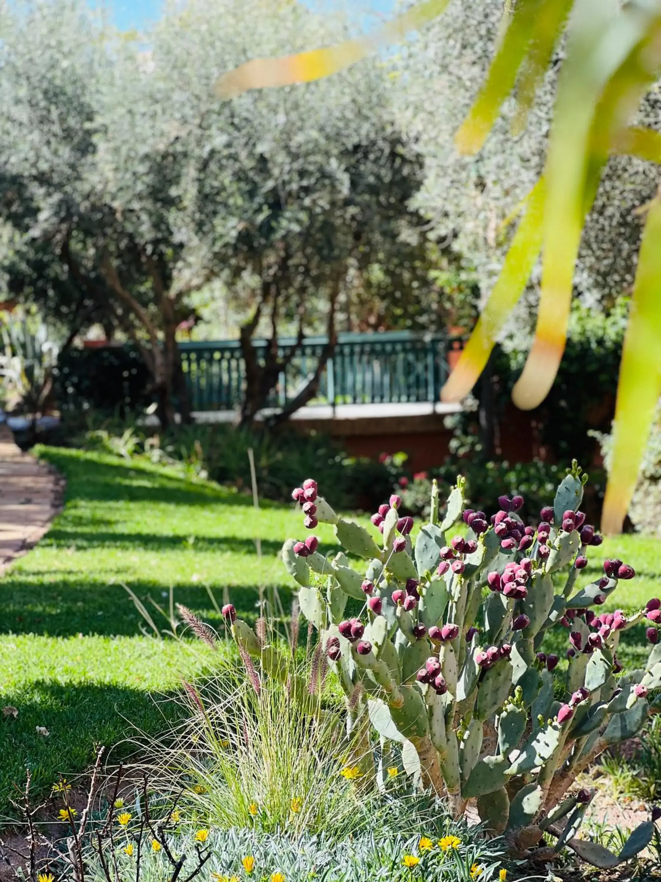 Decorative detail, Garden in Pavillon du Golf -Palmeraie suites