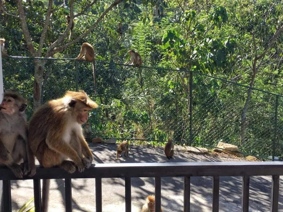 Animals in The Grand Hills