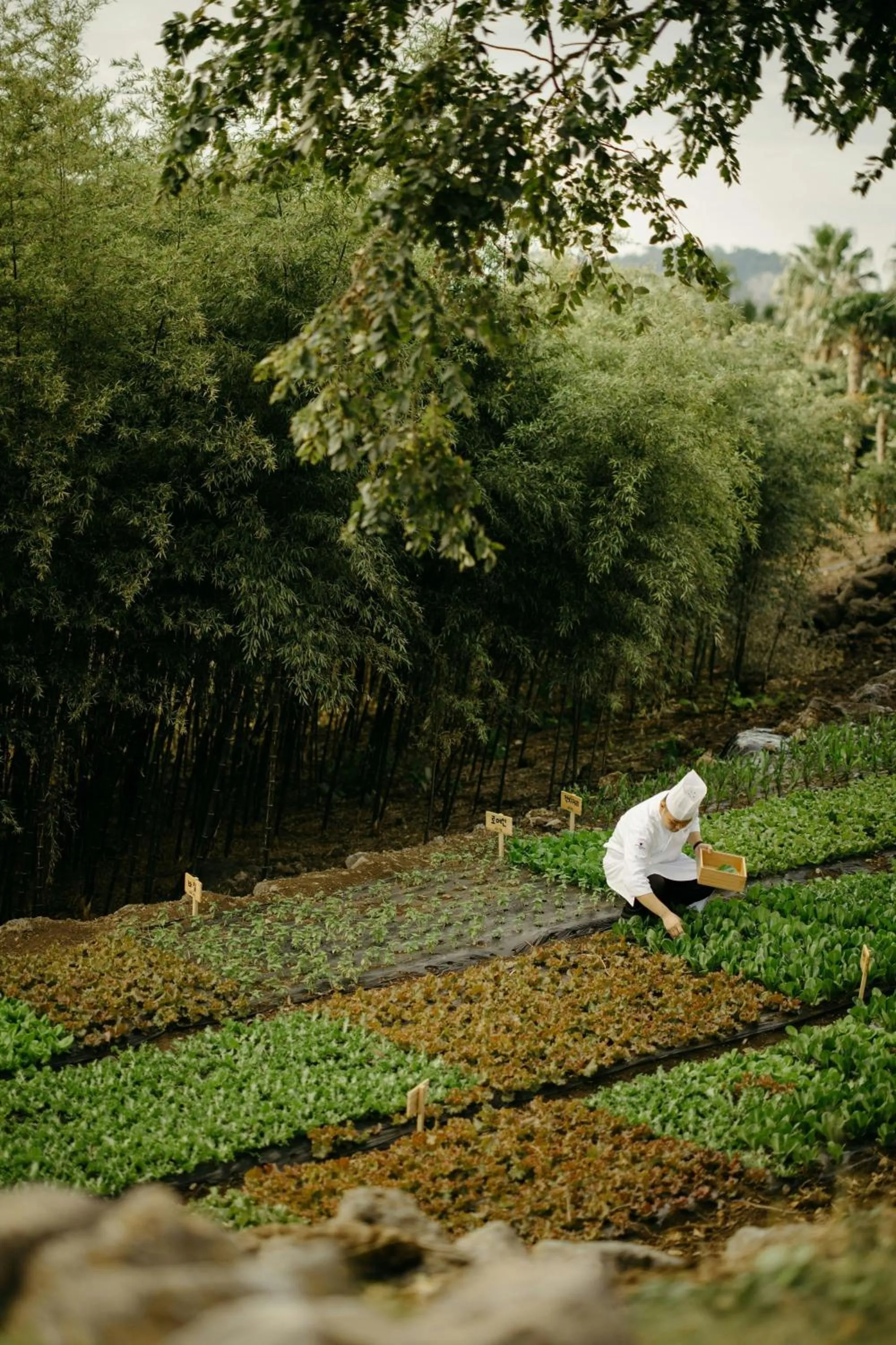 Other in JW Marriott Jeju Resort & Spa