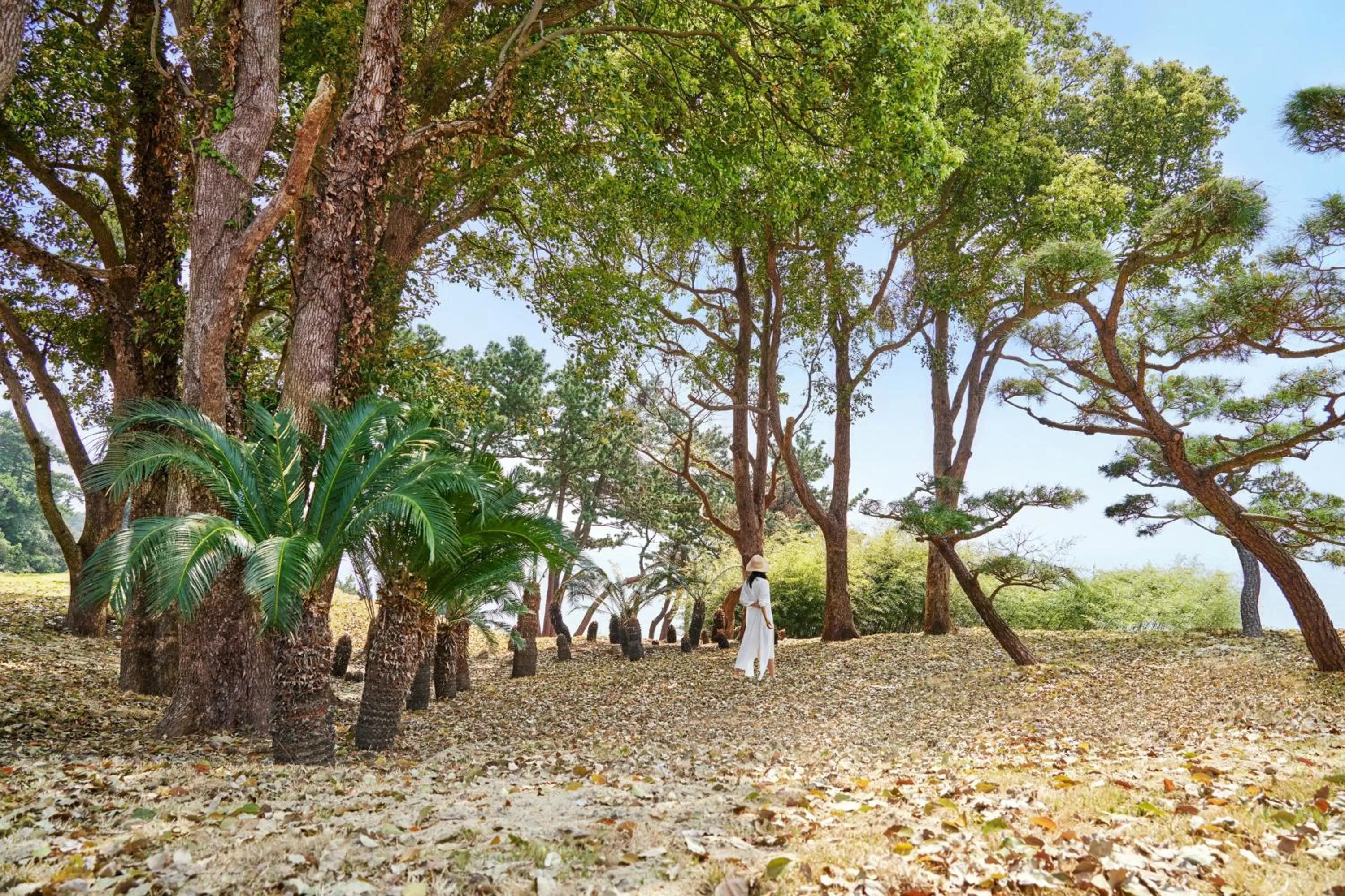 Other in JW Marriott Jeju Resort & Spa