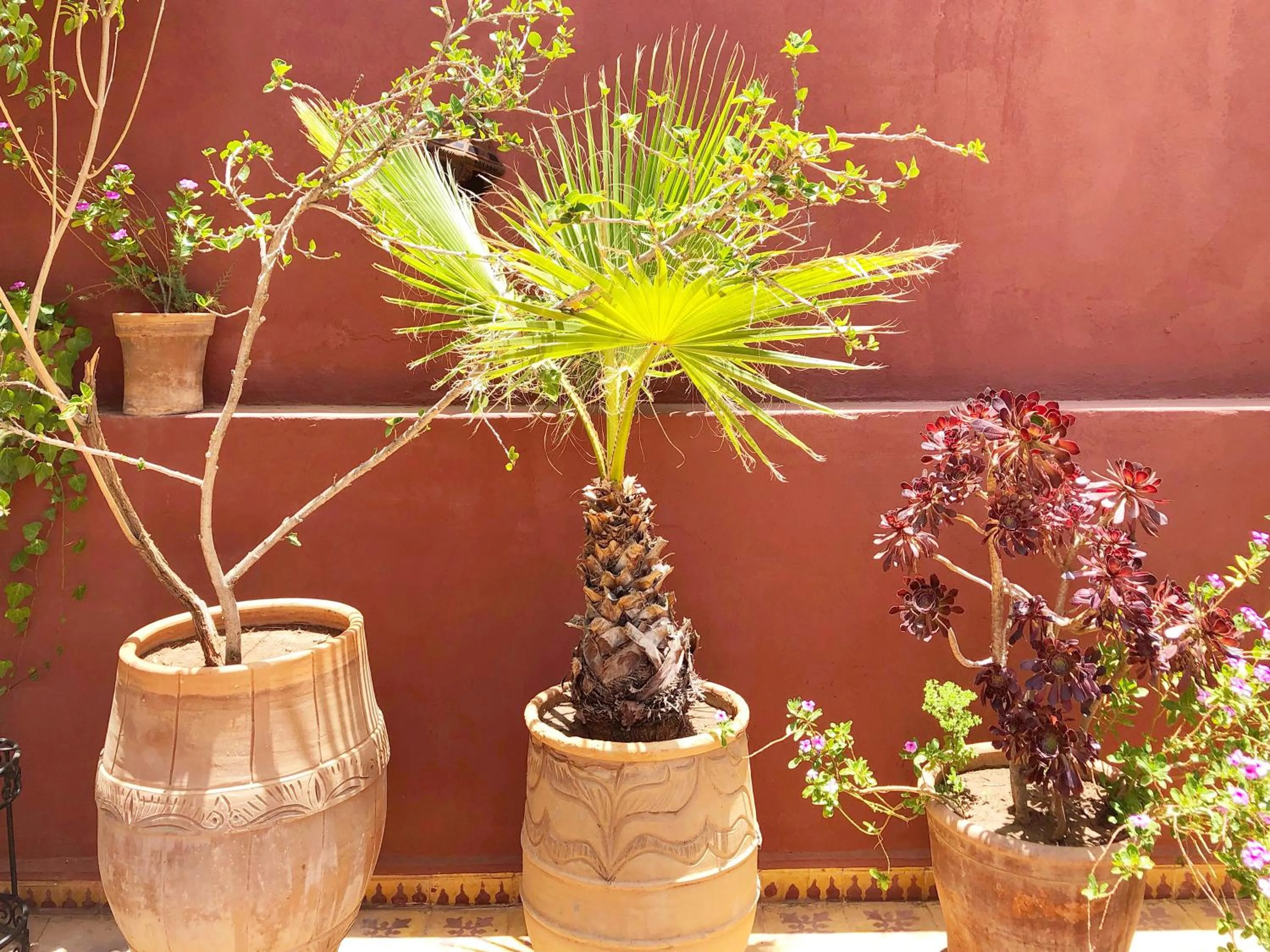 Garden in Riad Al Mamoune