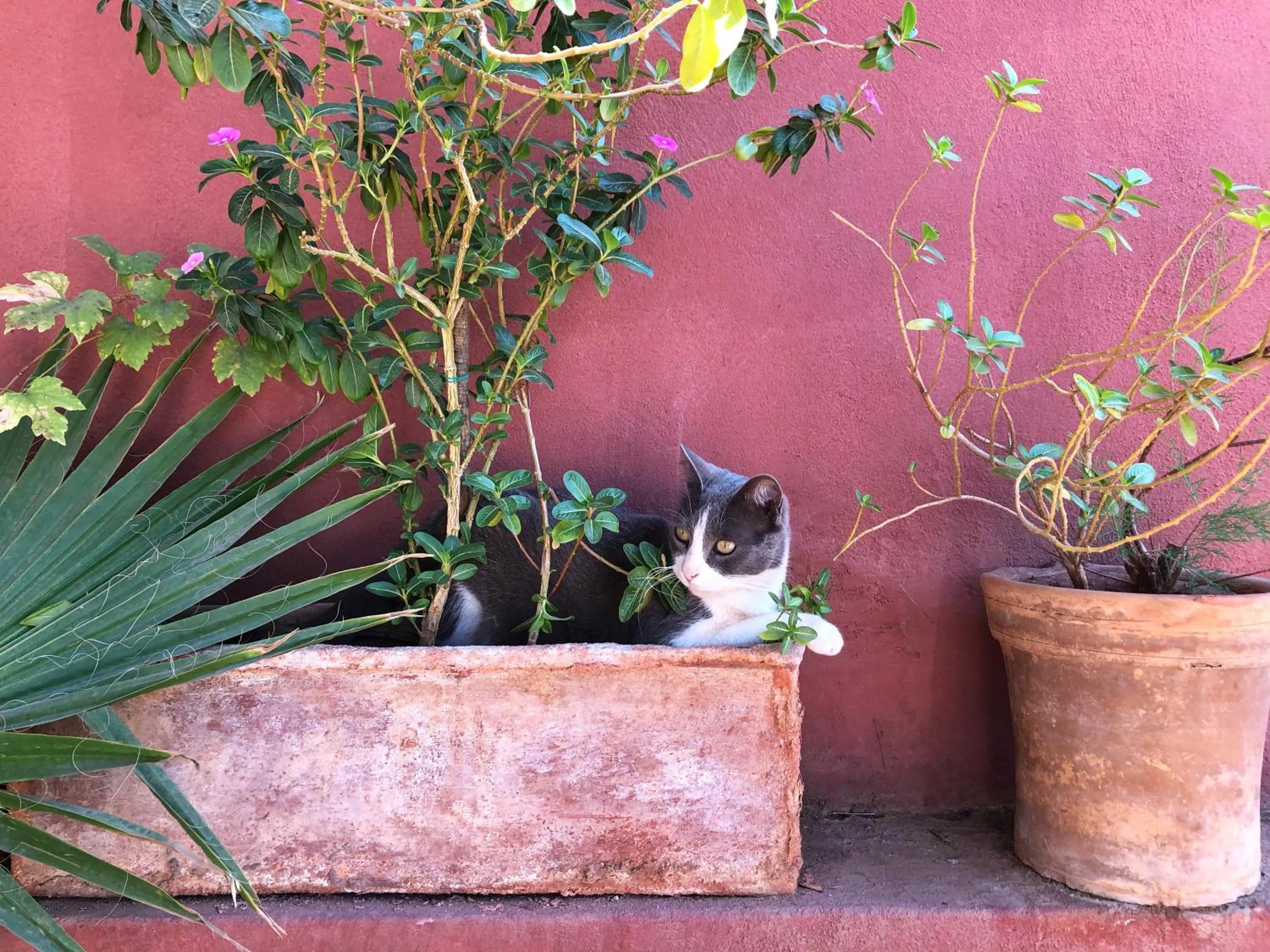 Balcony/Terrace in Riad Al Mamoune