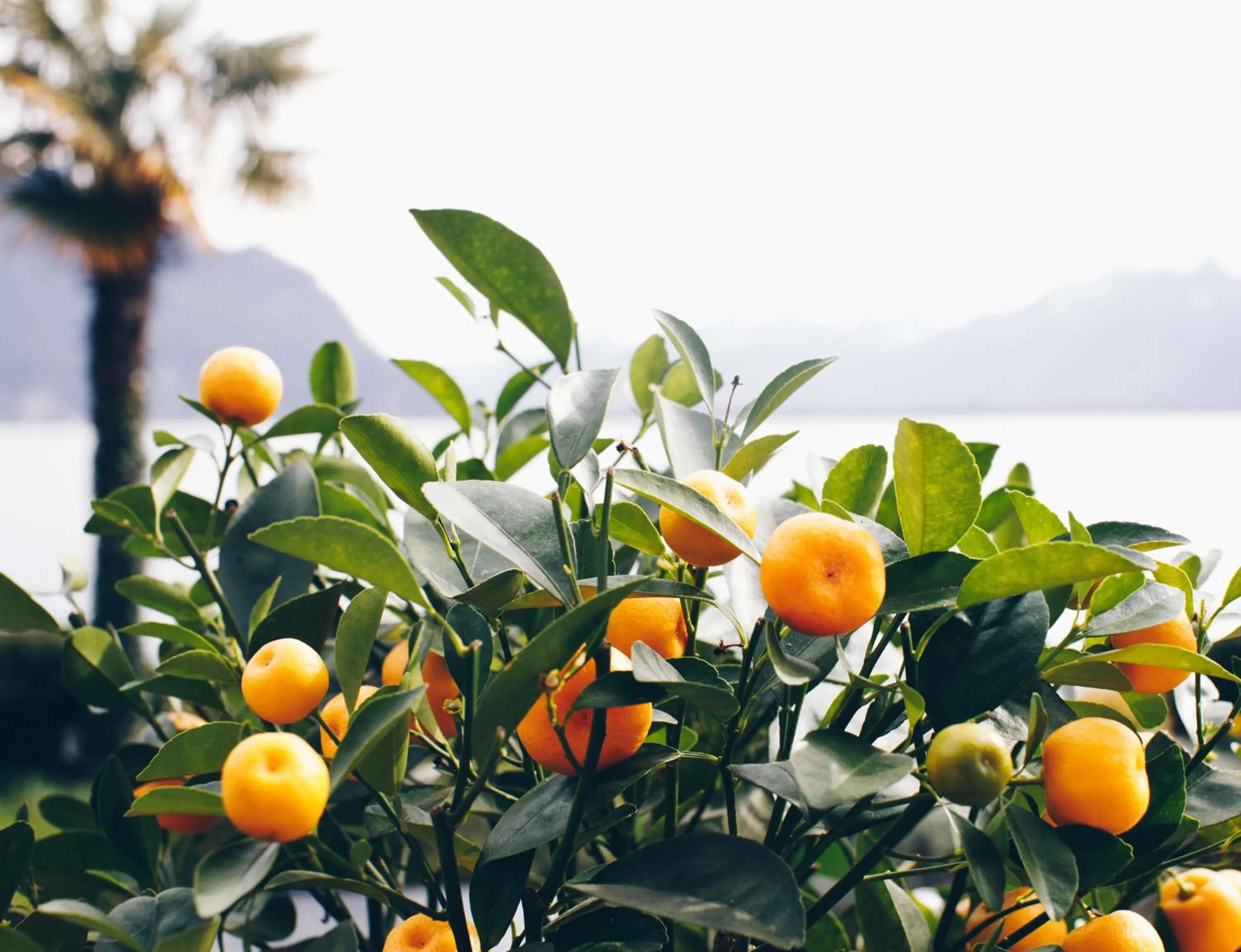Garden in JETTY Montreux