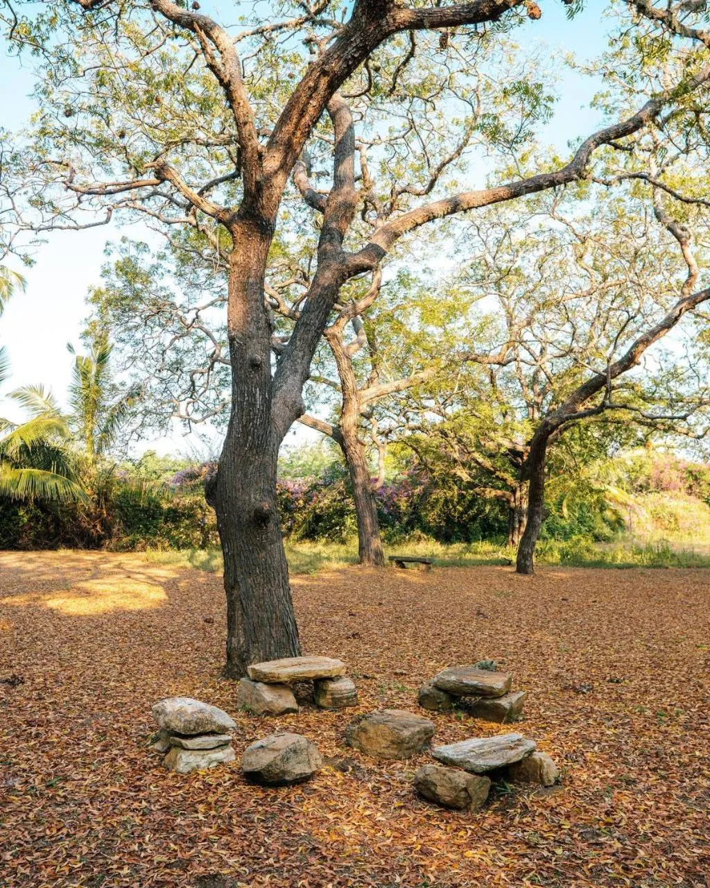 Natural landscape in Peacock Beach Resort and Spa