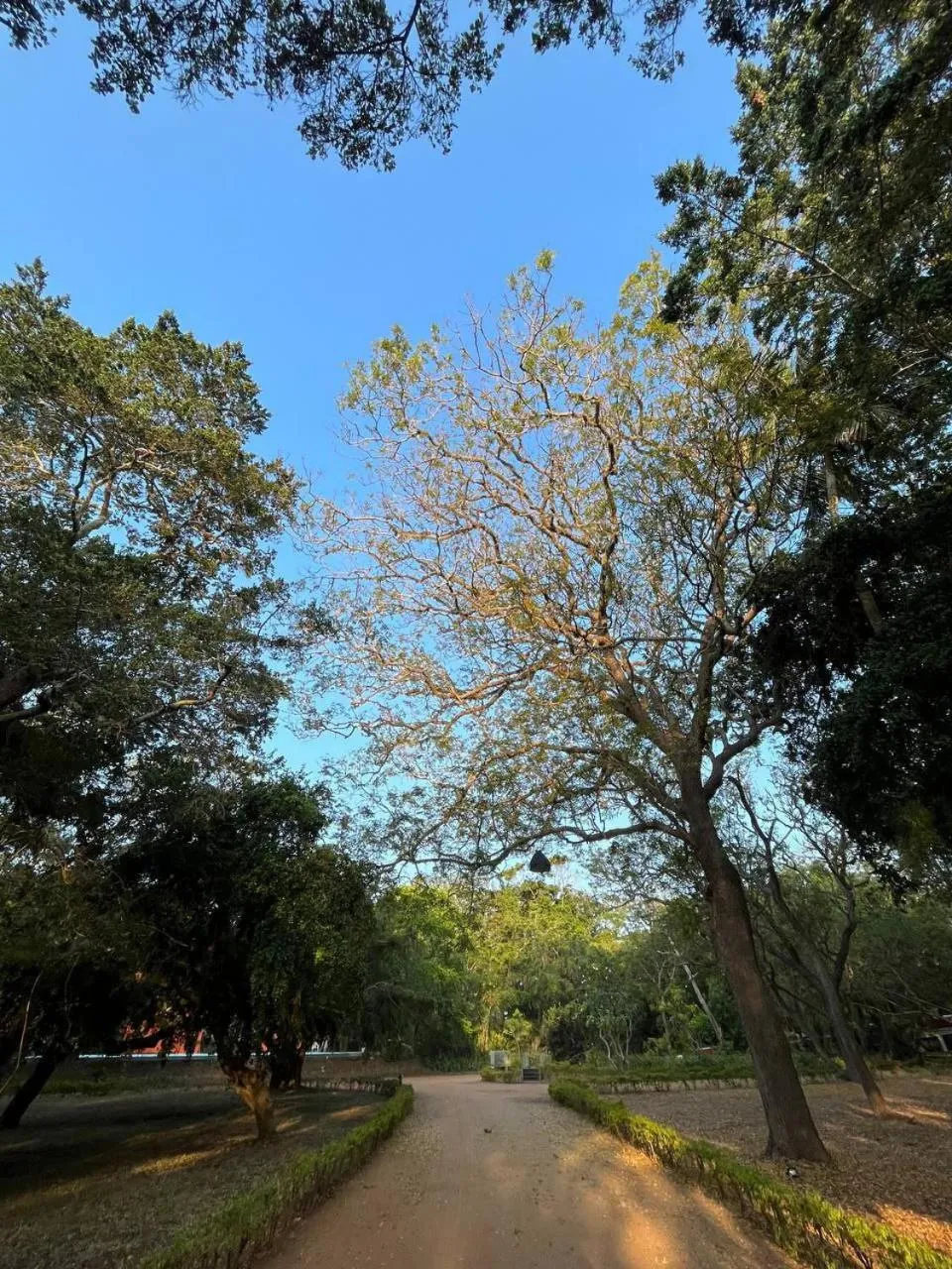 Natural landscape in Peacock Beach Resort and Spa