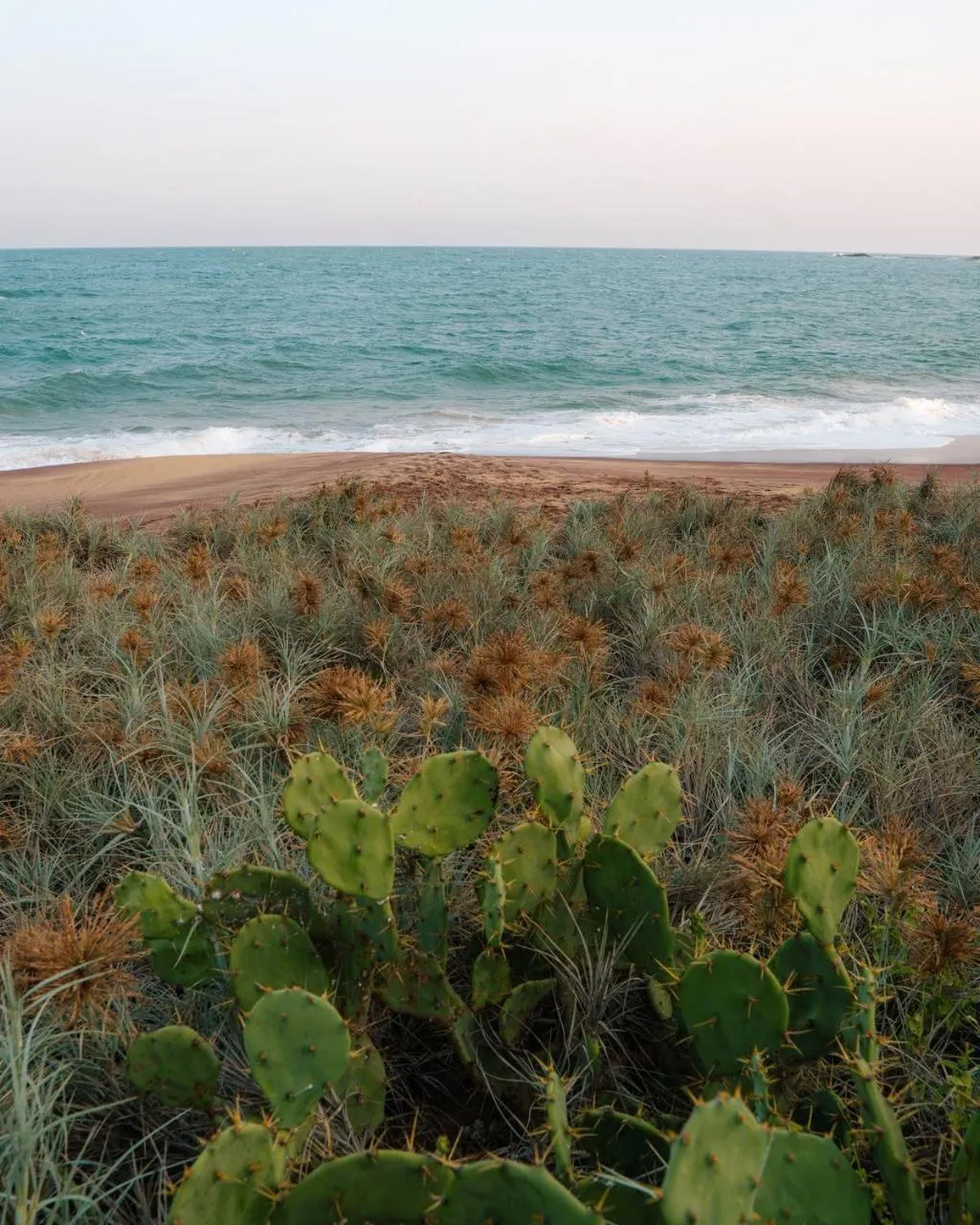 Natural landscape in Peacock Beach Resort and Spa