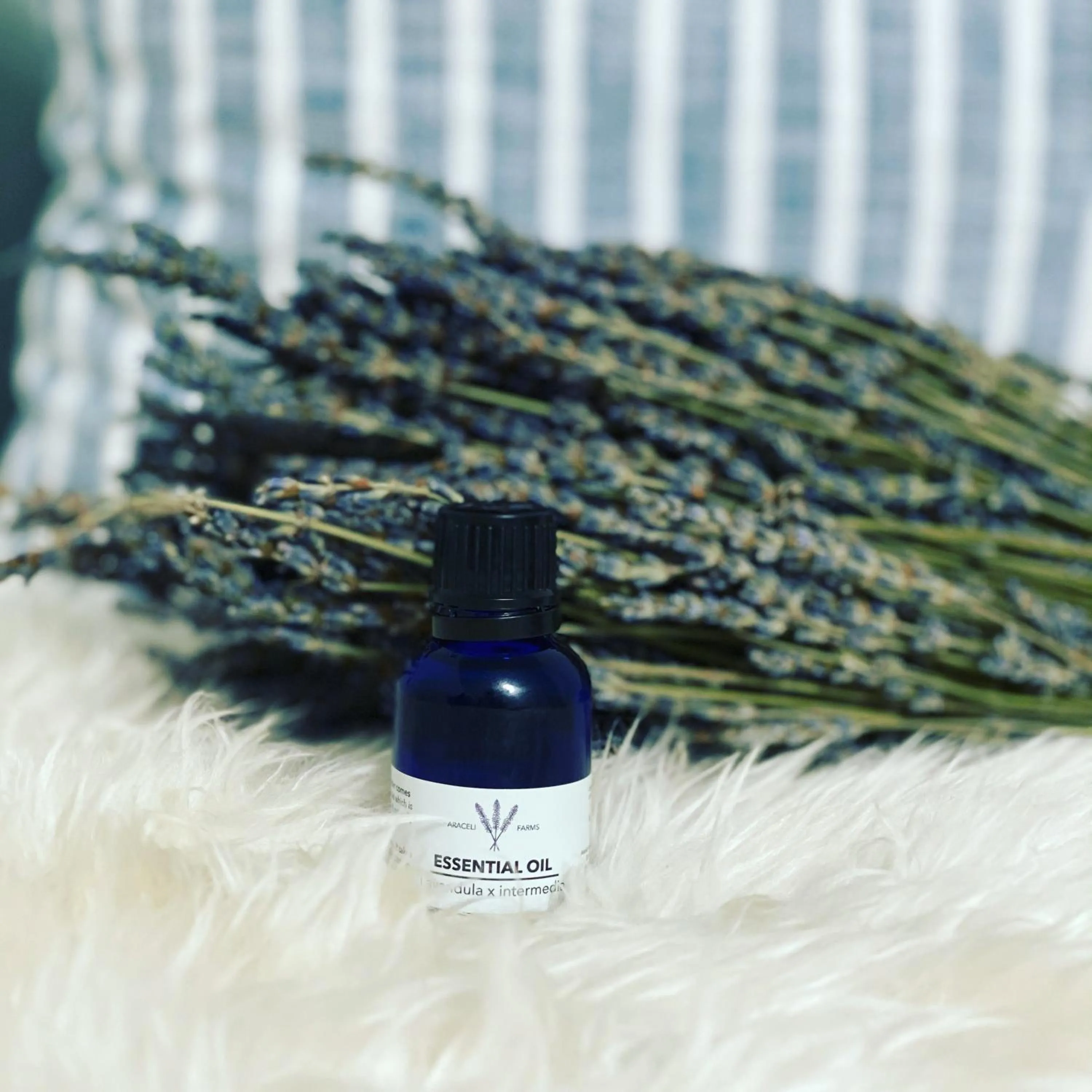 Decorative detail in Family Laundry & Spa