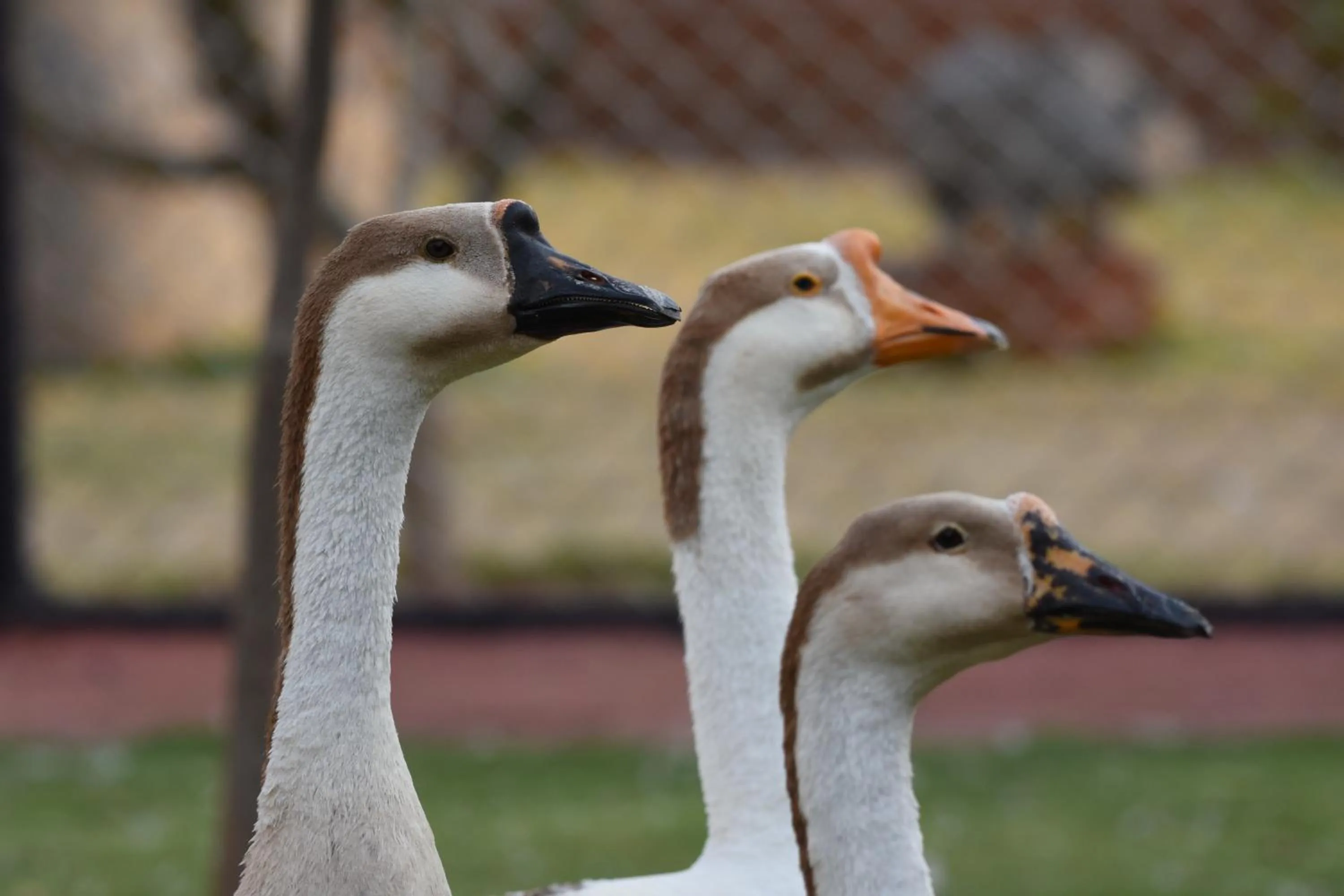Animals in Hotel Sai Palkhi Niwara