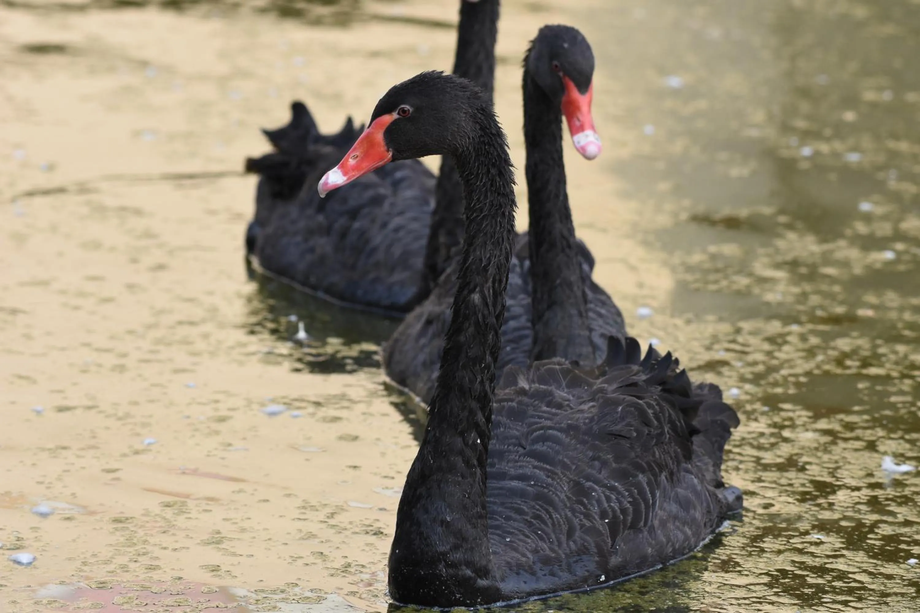 Animals in Hotel Sai Palkhi Niwara