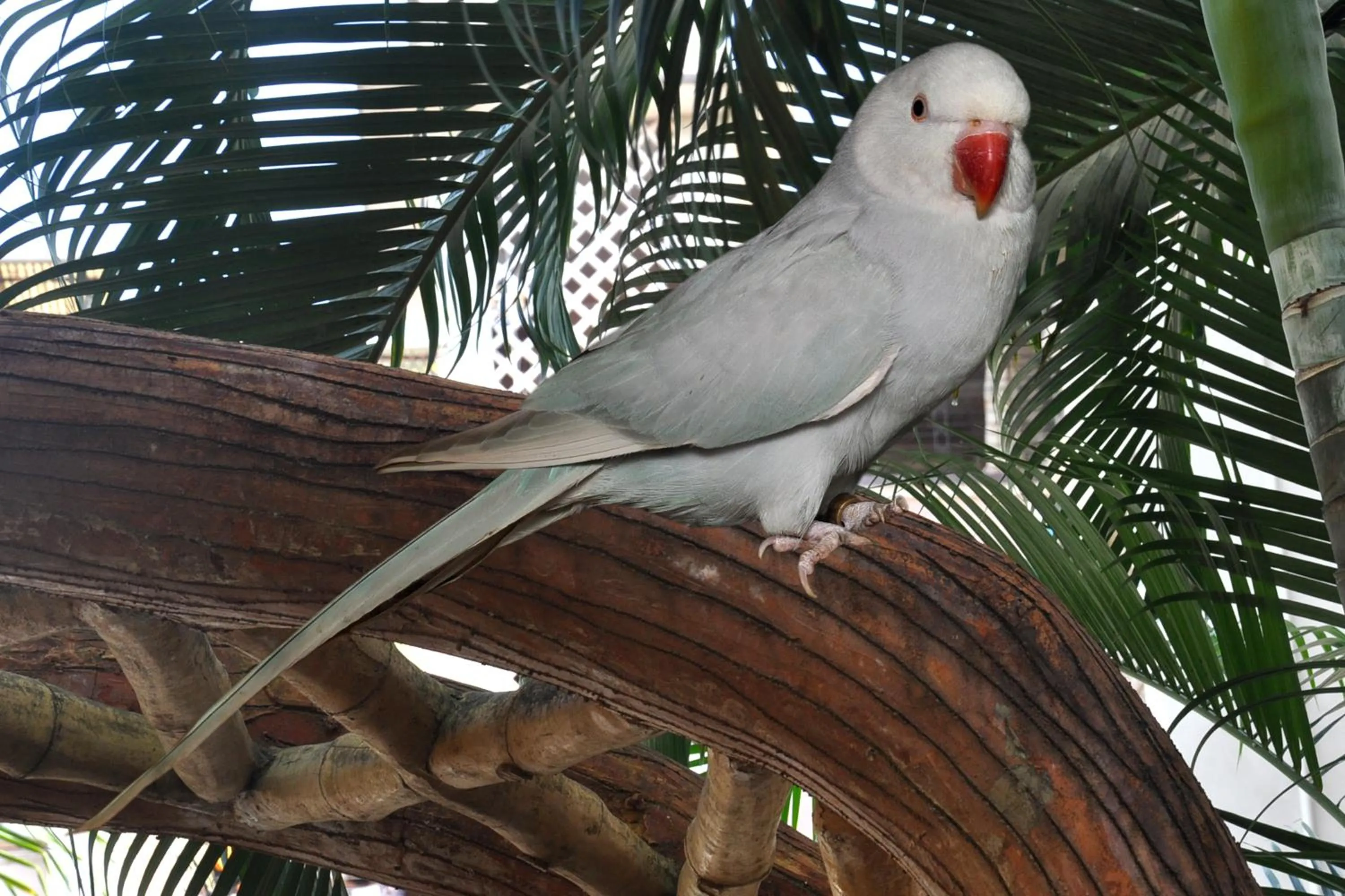 Animals in Hotel Sai Palkhi Niwara