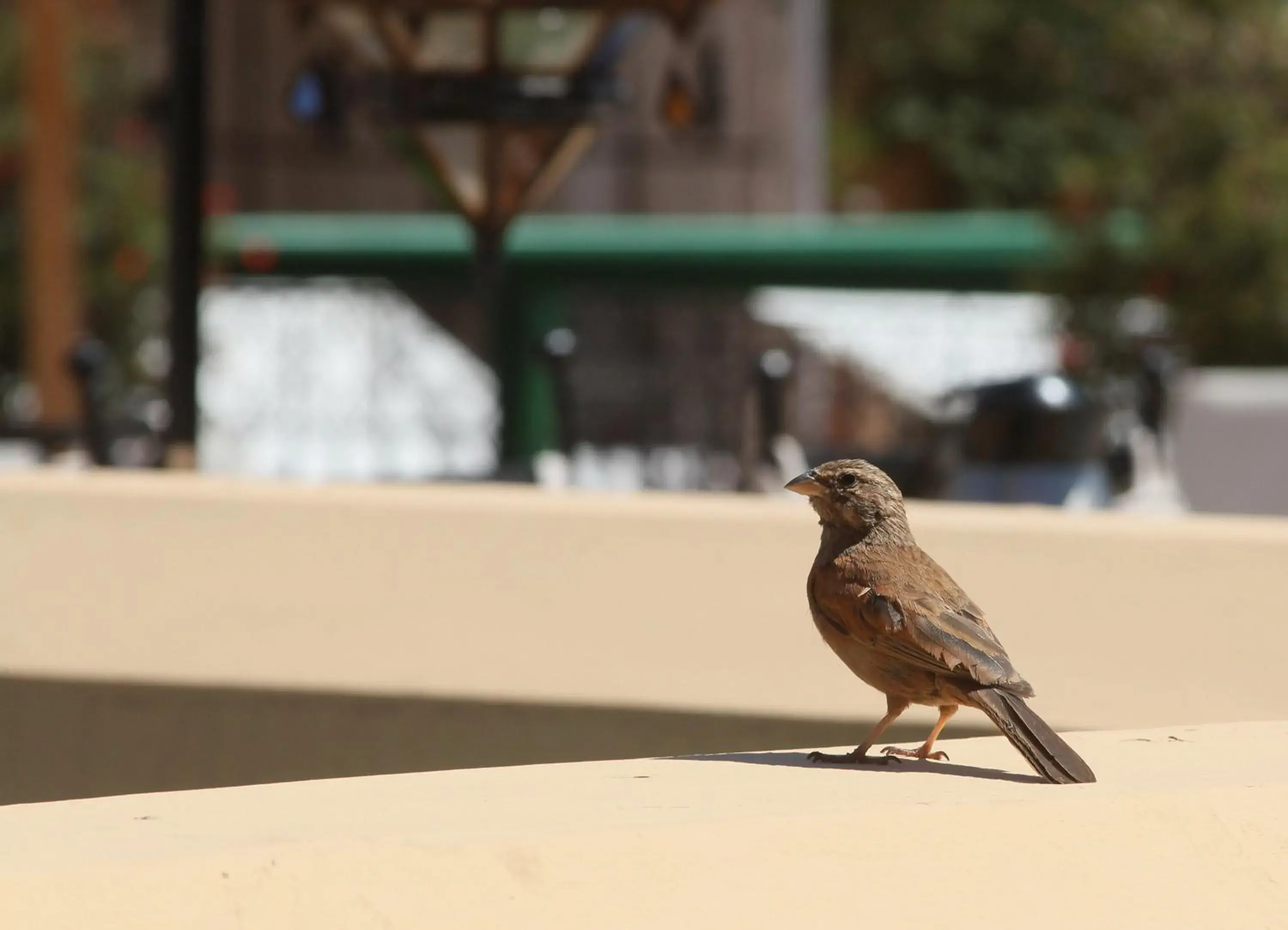 Balcony/Terrace, Other Animals in Riad Karmela