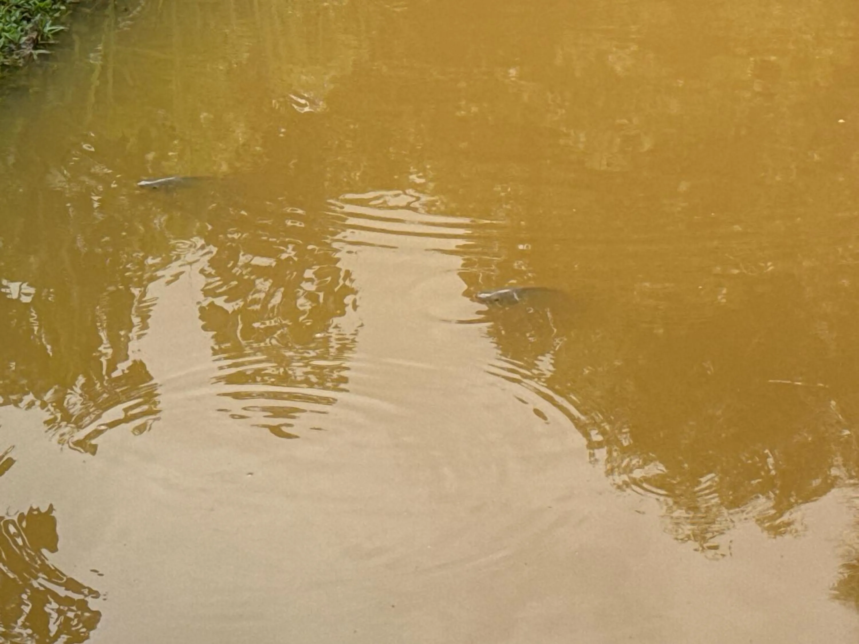 Lake view in Steps Garden Resort