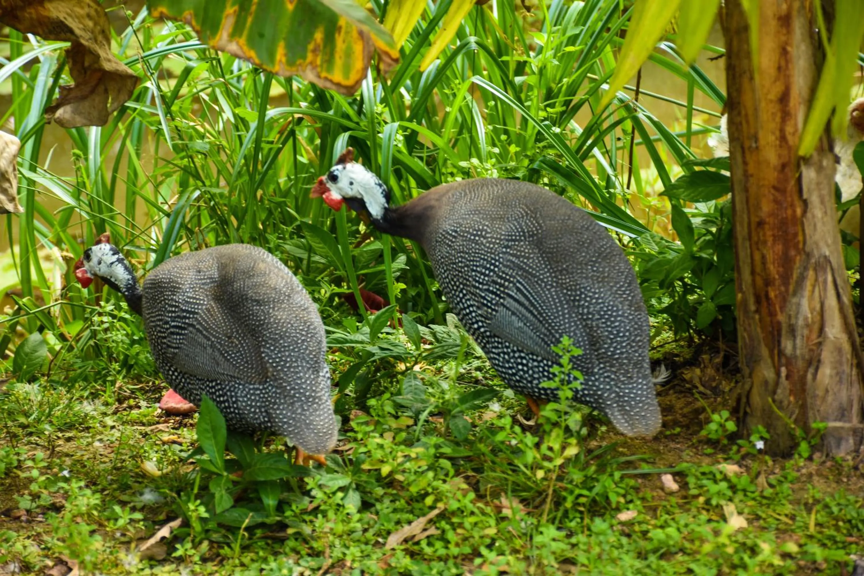 Animals in Steps Garden Resort