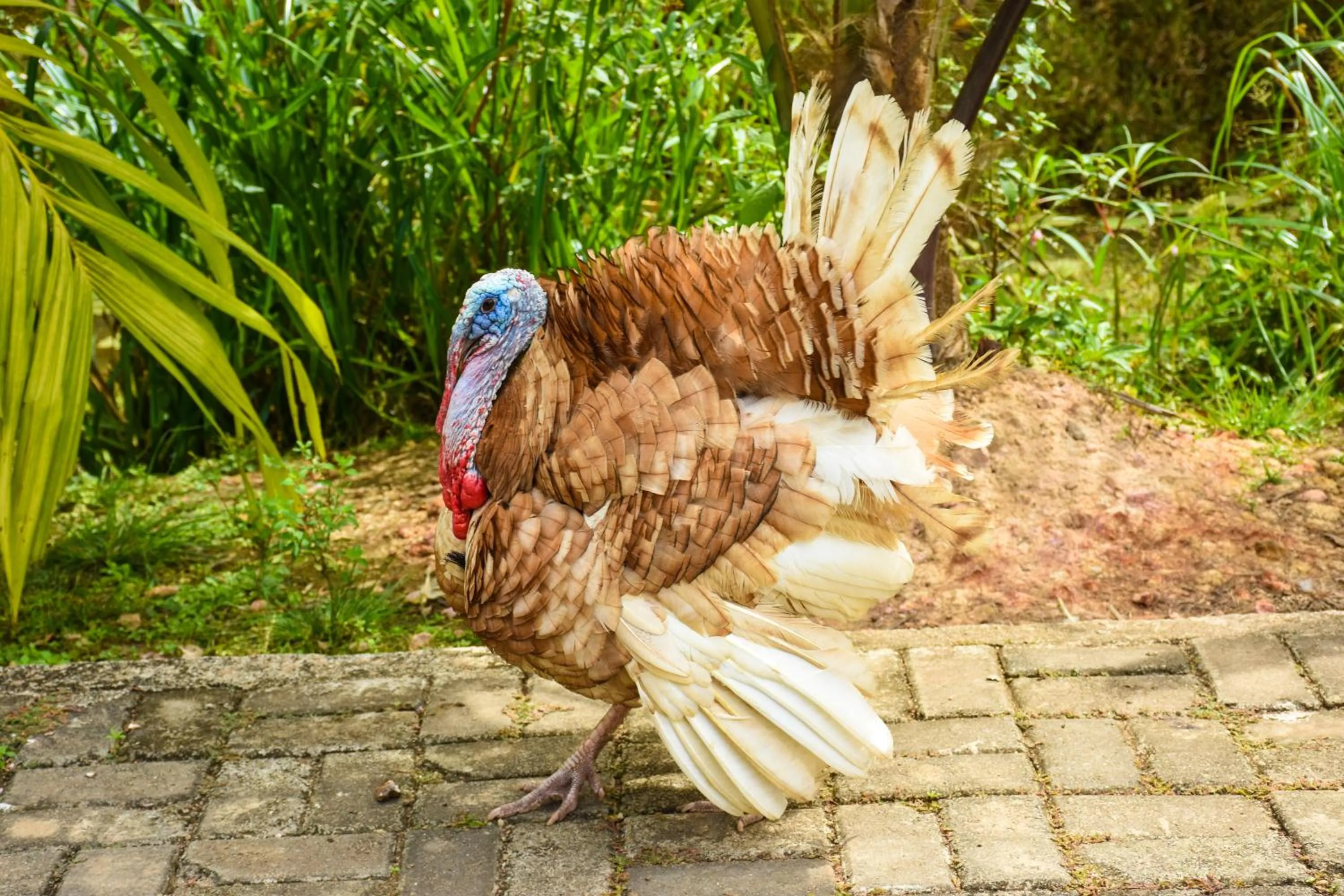 Animals in Steps Garden Resort