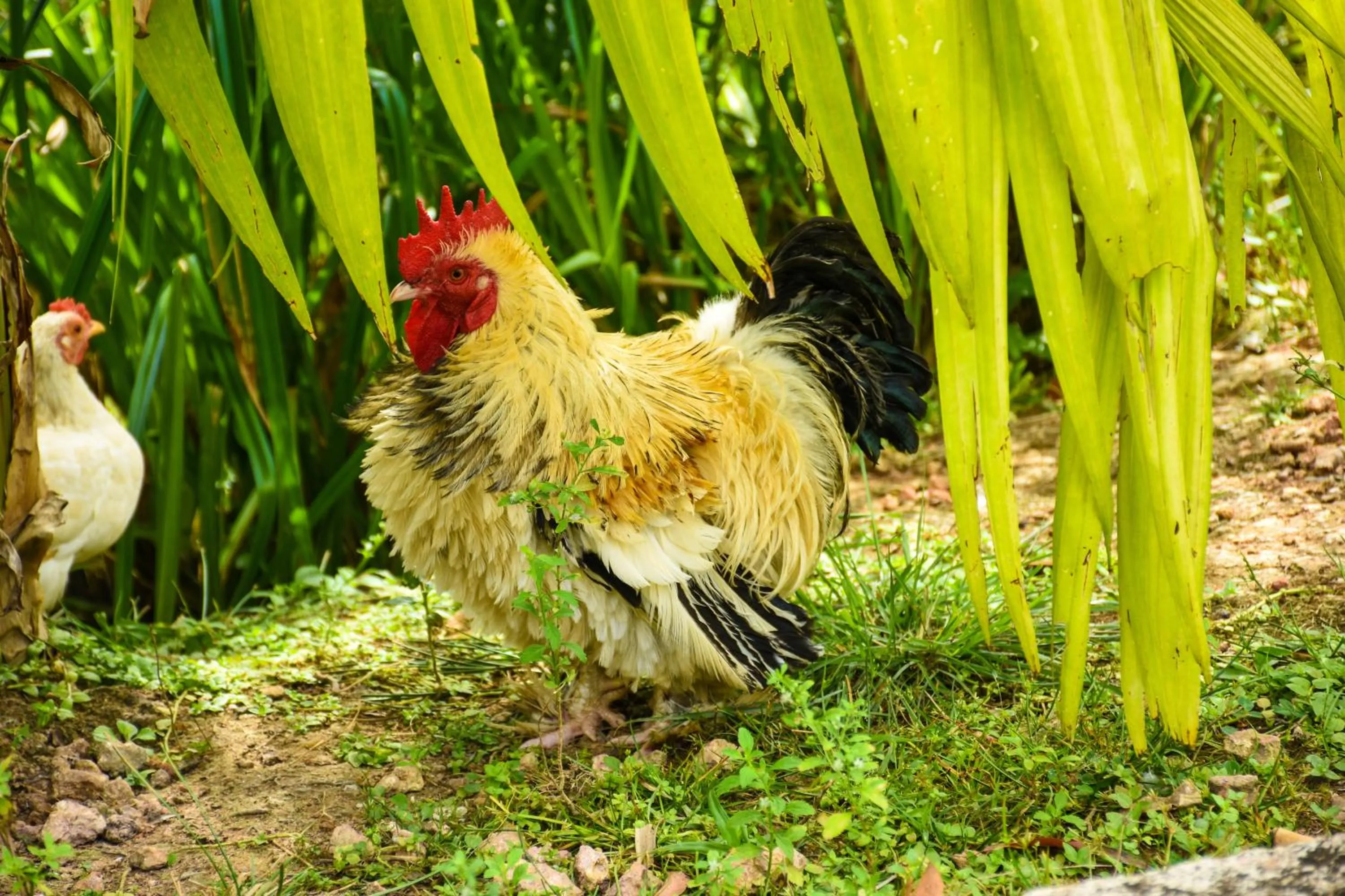 Animals in Steps Garden Resort