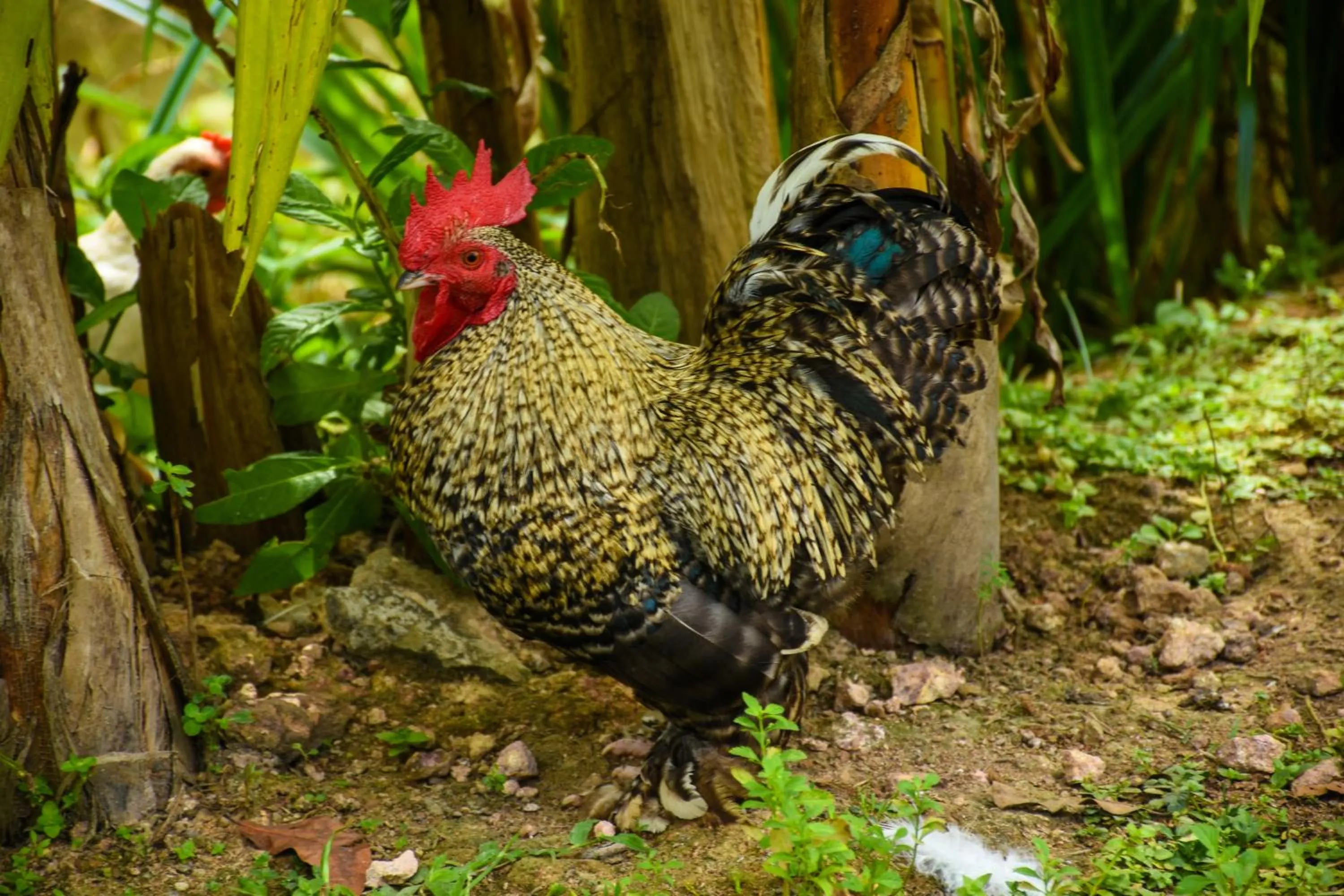 Animals in Steps Garden Resort