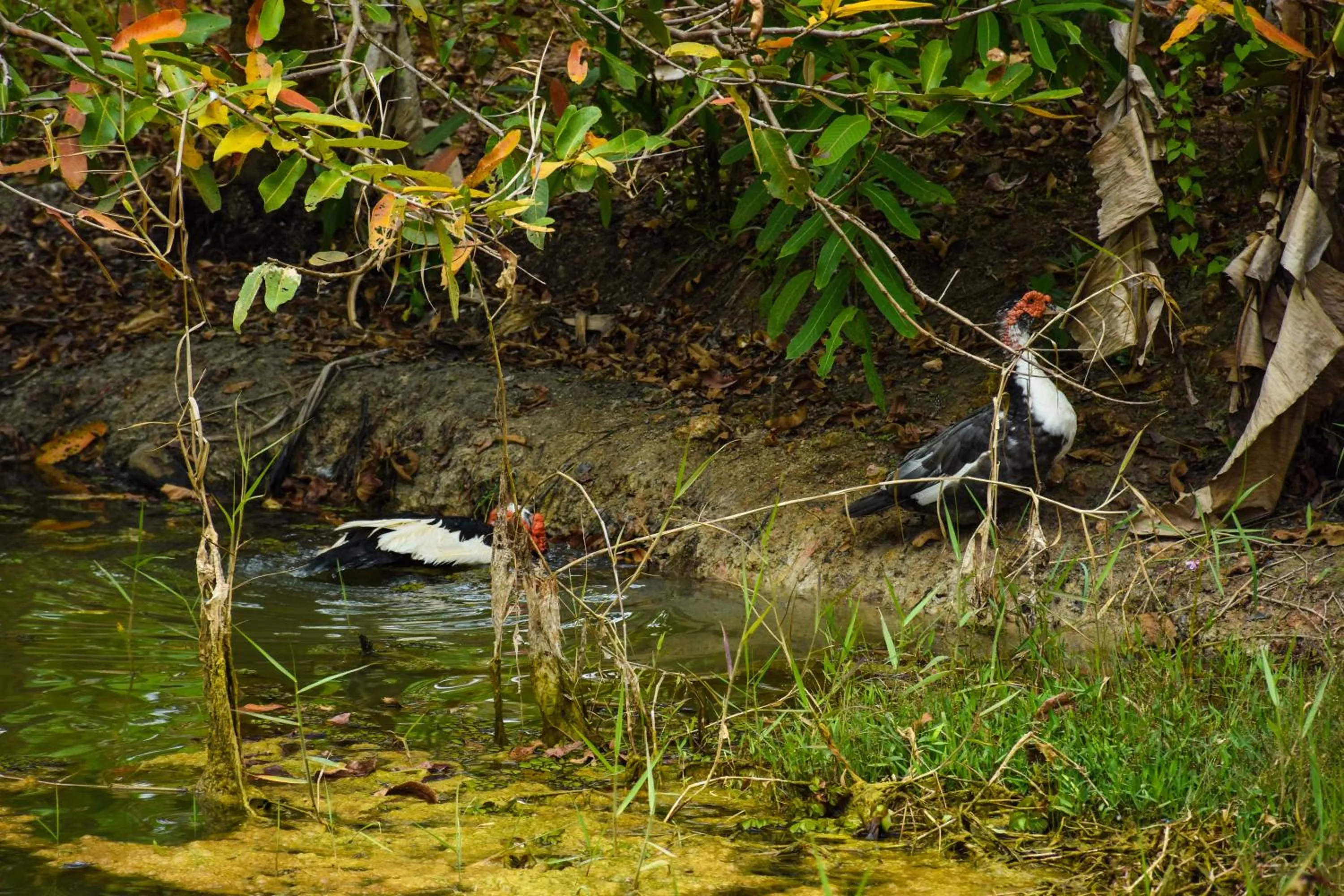 Animals in Steps Garden Resort