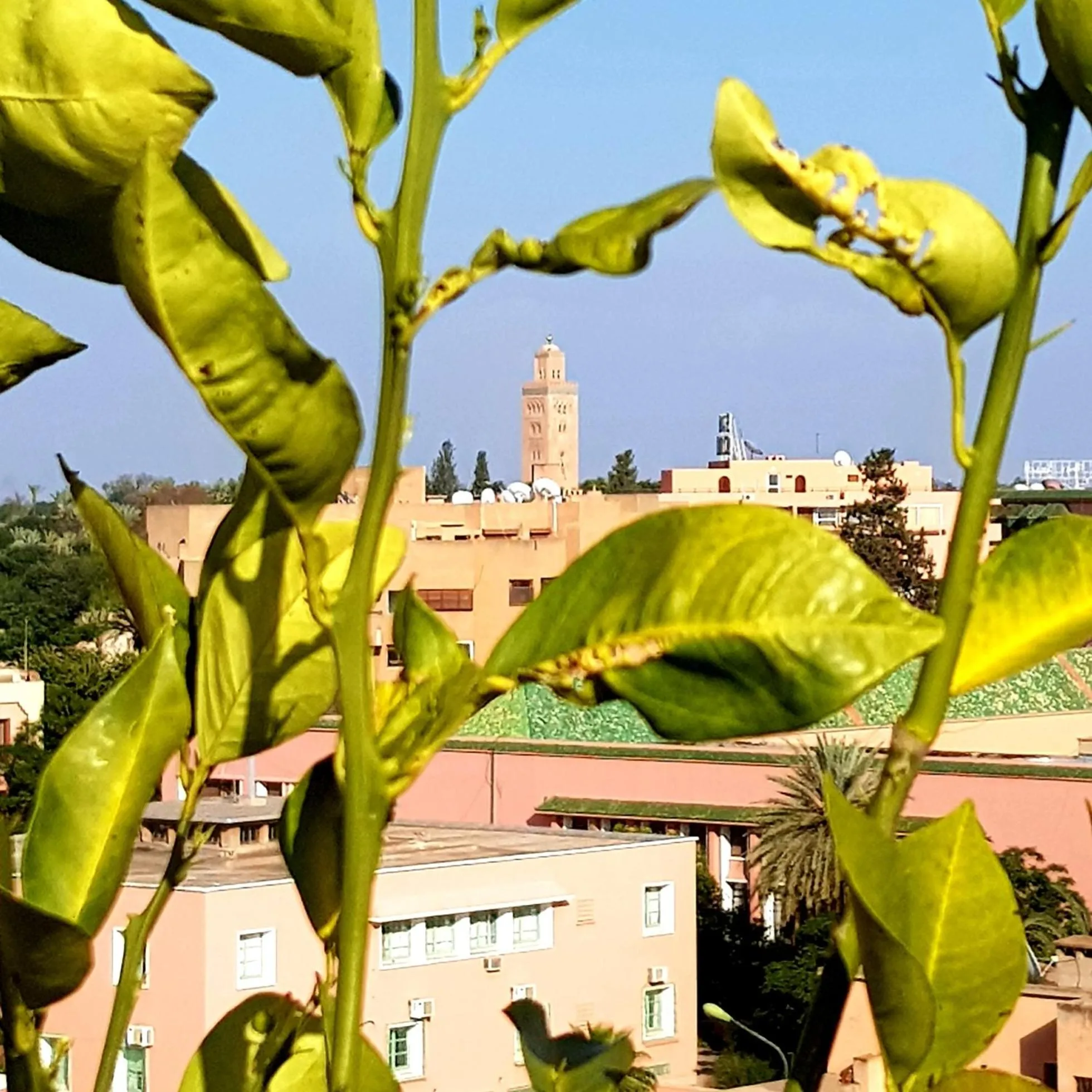 Food and drinks in Dellarosa Boutique Hotel and Spa