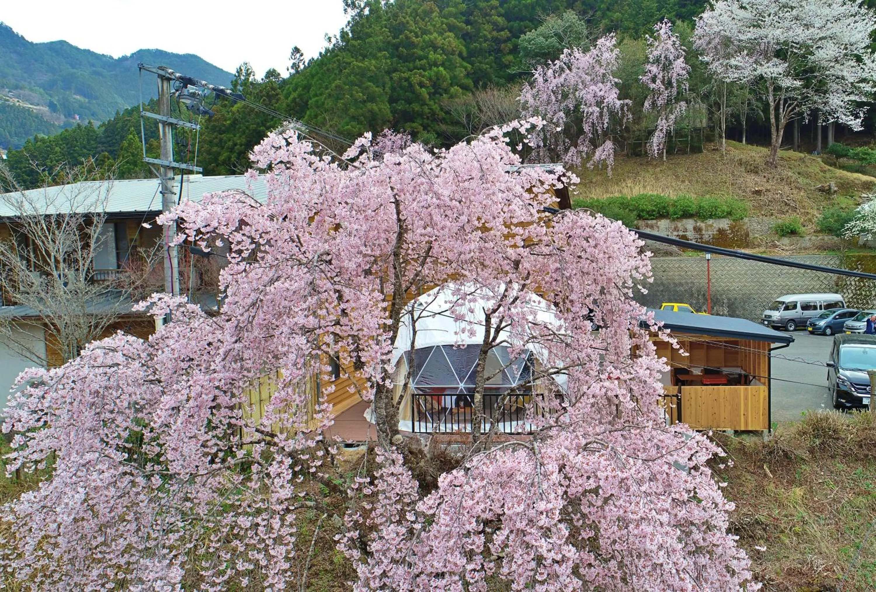 Spring in glampark Tsuruginoyu