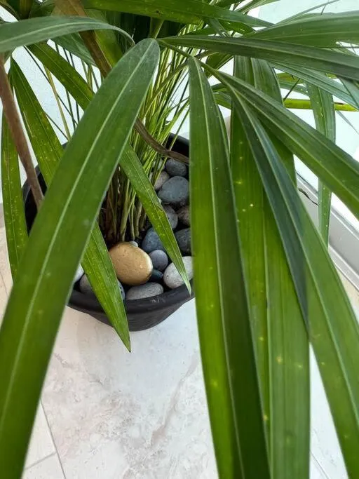 Luxury Condo, 2BR, Fast Internet, Condo Akul