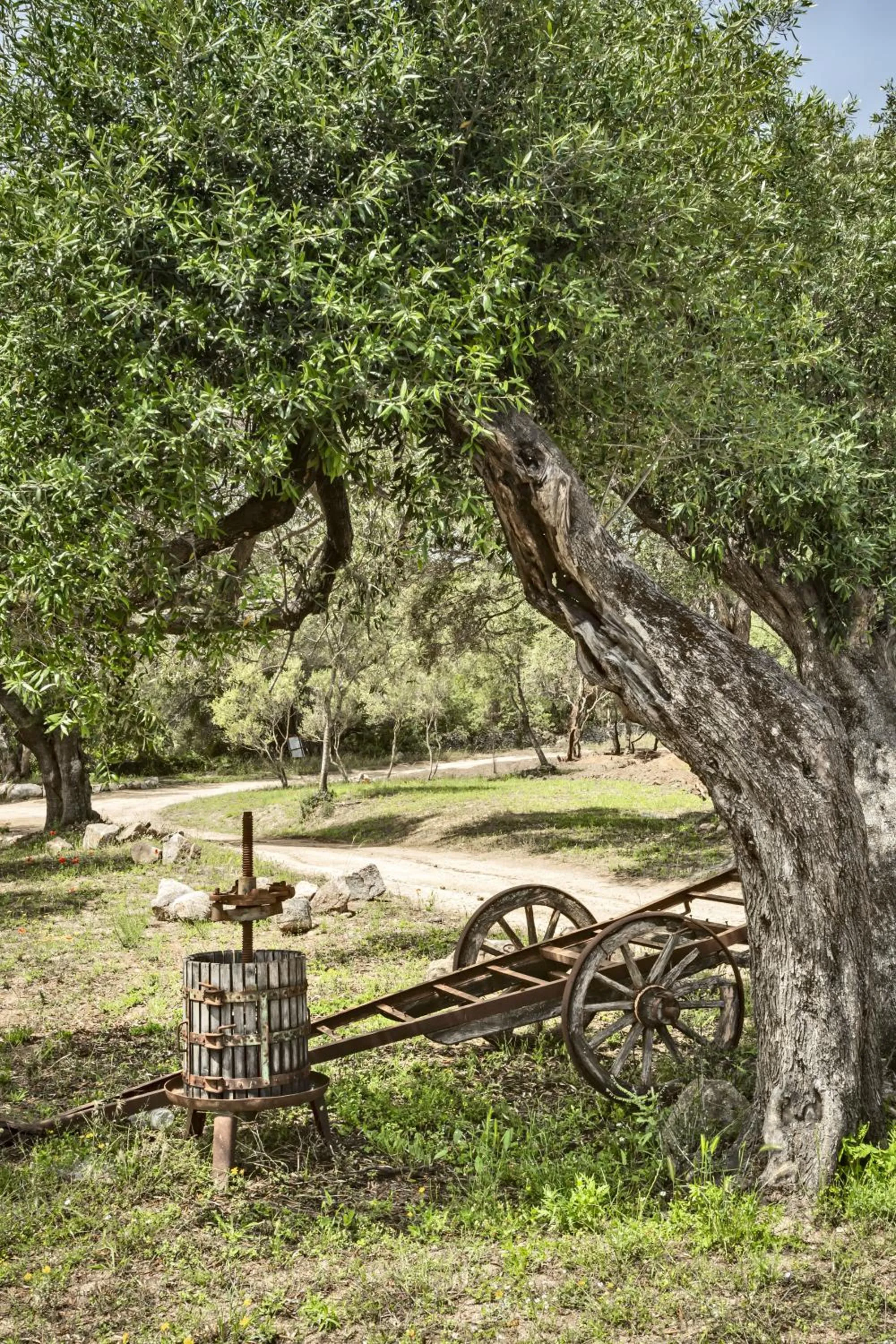 Garden in Uddastri Retreat