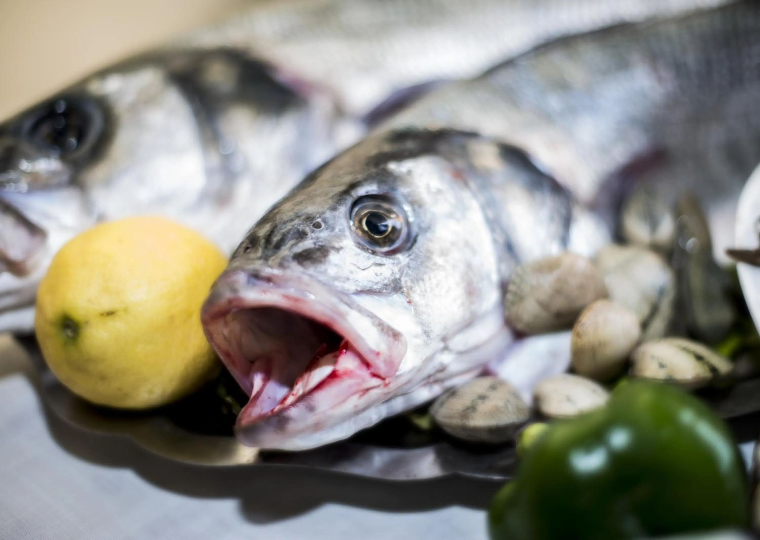 Food close-up in Riad Zahra