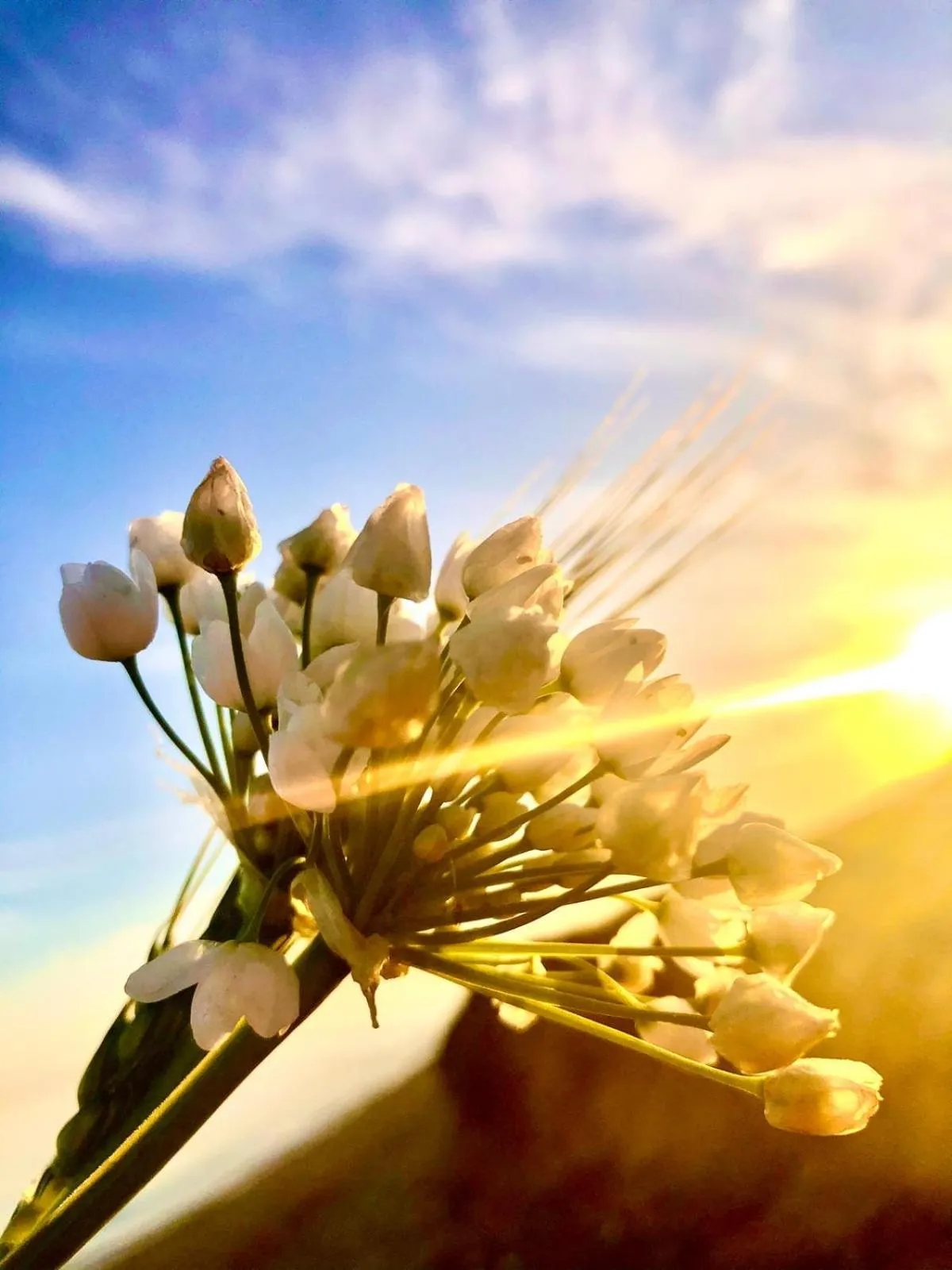 Day in Royal Goddess Guest House, Walled City