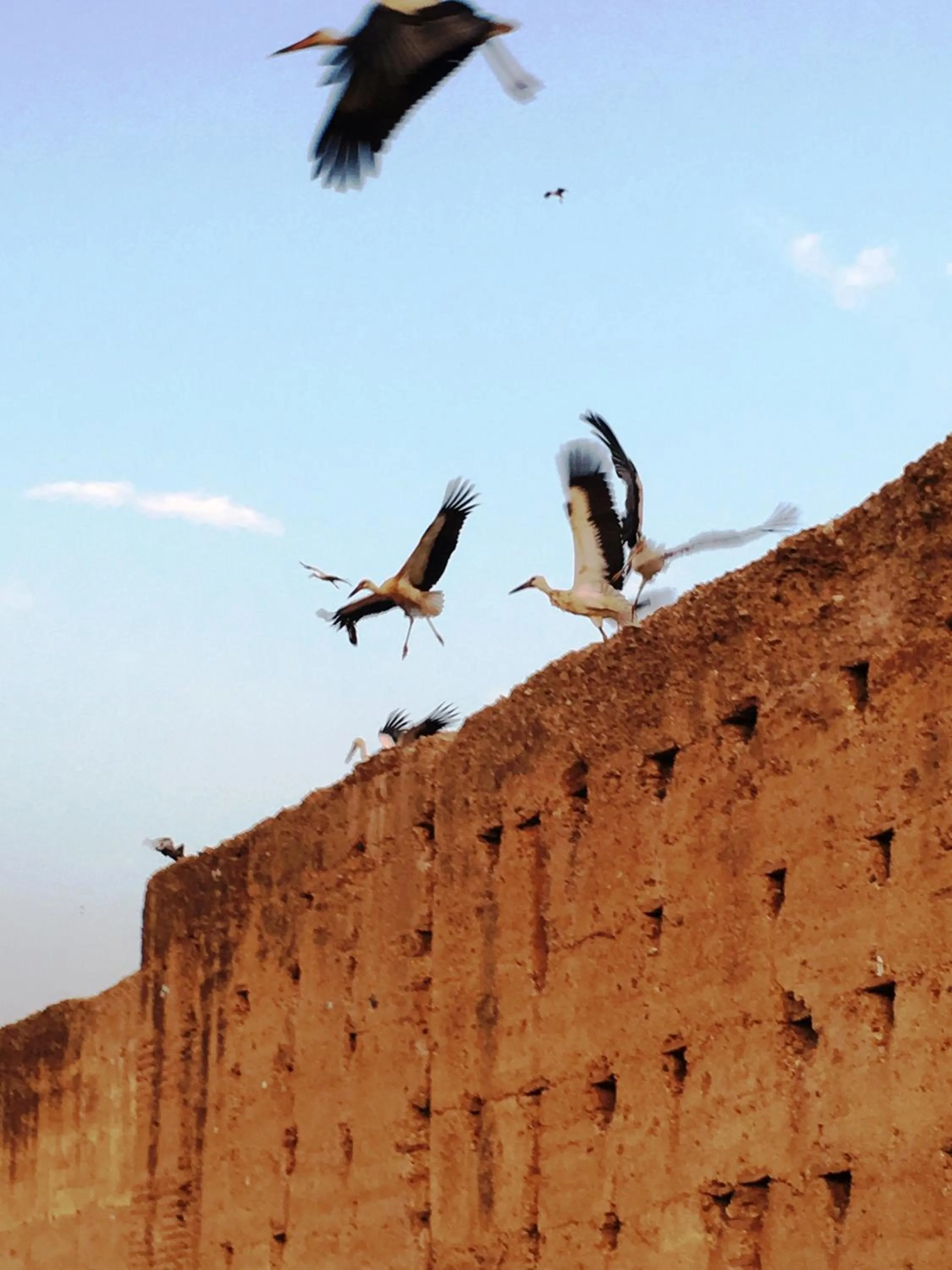 Animals in Riad Carina