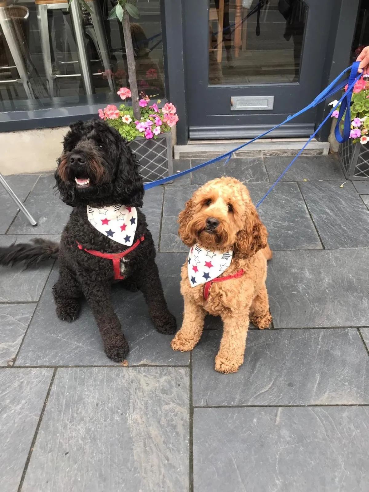 pet friendly in Vale View Cottages -The Coach House, Great location in Prestatyn!