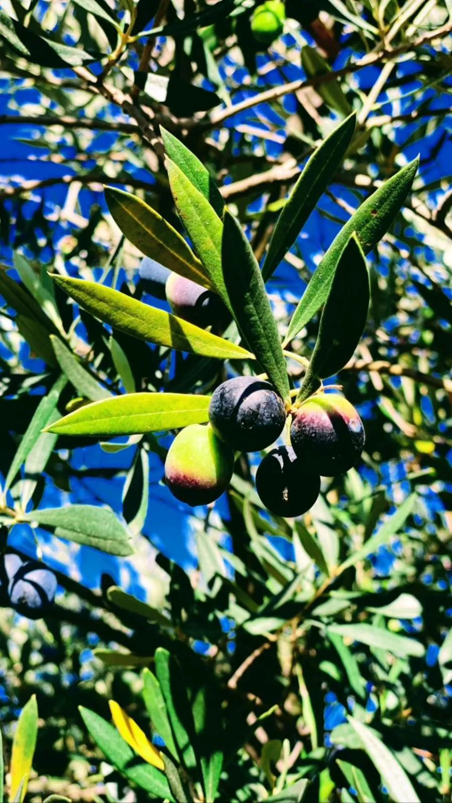 Hotel Rural Castillo de Biar Finca FANECAES