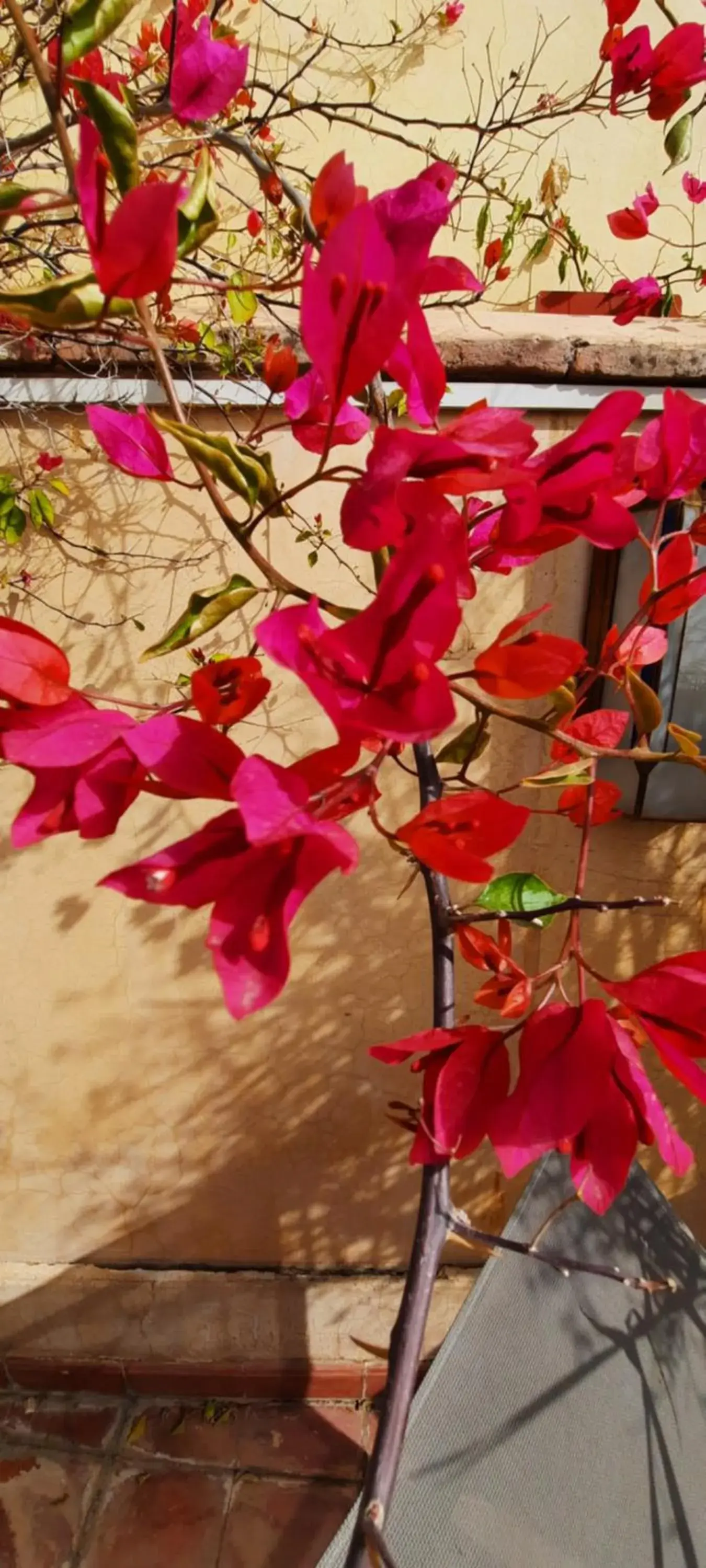 Property building in Riad Dar Zaya Property building in Riad Dar Zaya