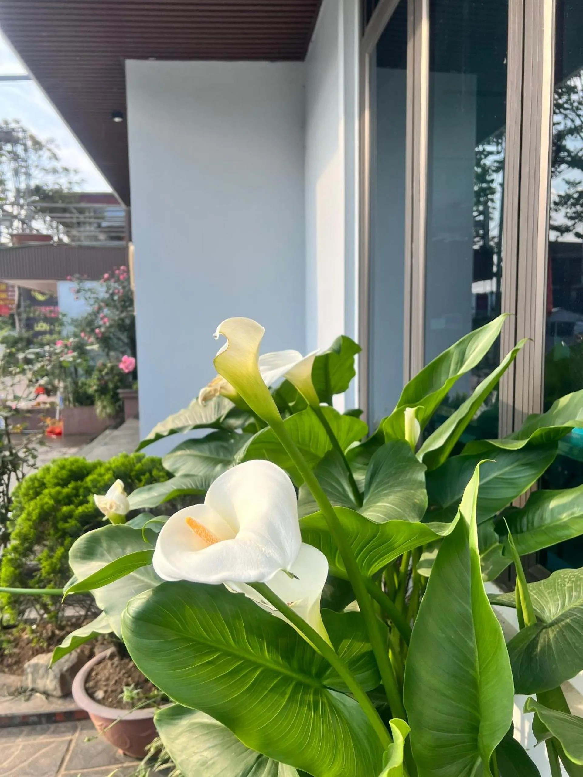 Apricot Garden Hotel Sapa