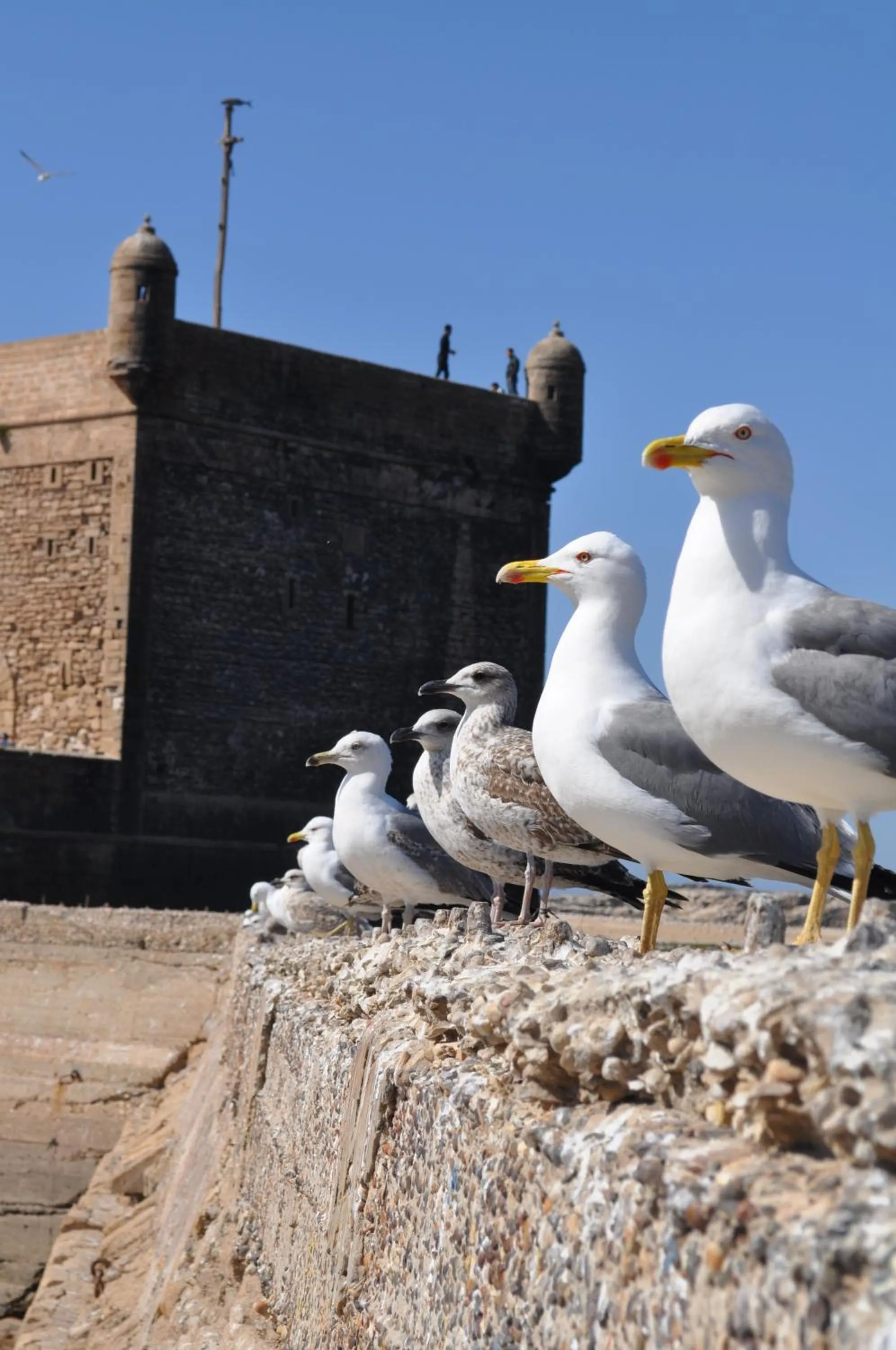 Pets in Riad Al Zahia