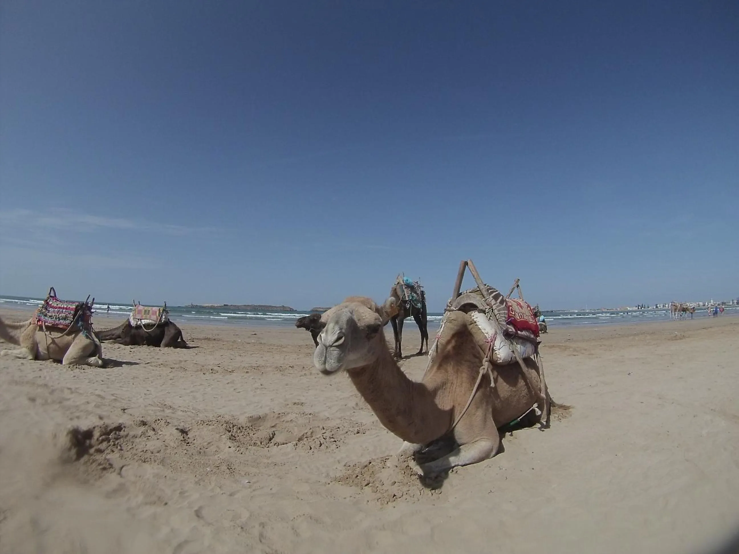 Natural landscape in Riad Al Zahia