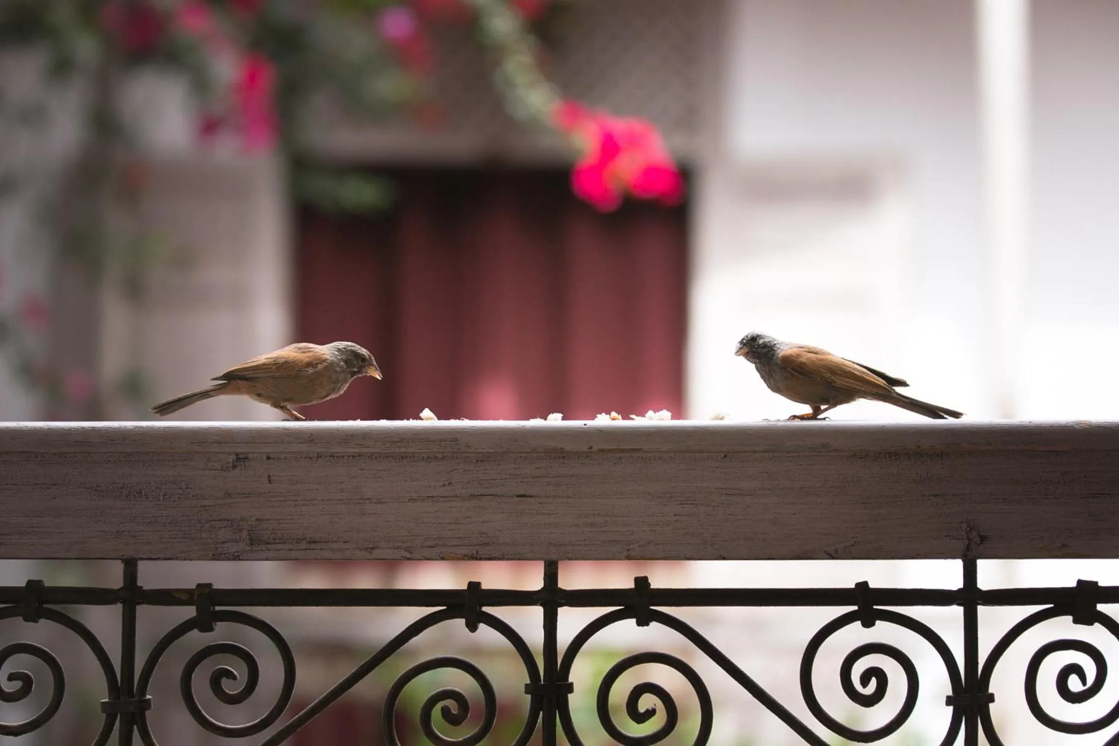 Decorative detail in Riad Altair