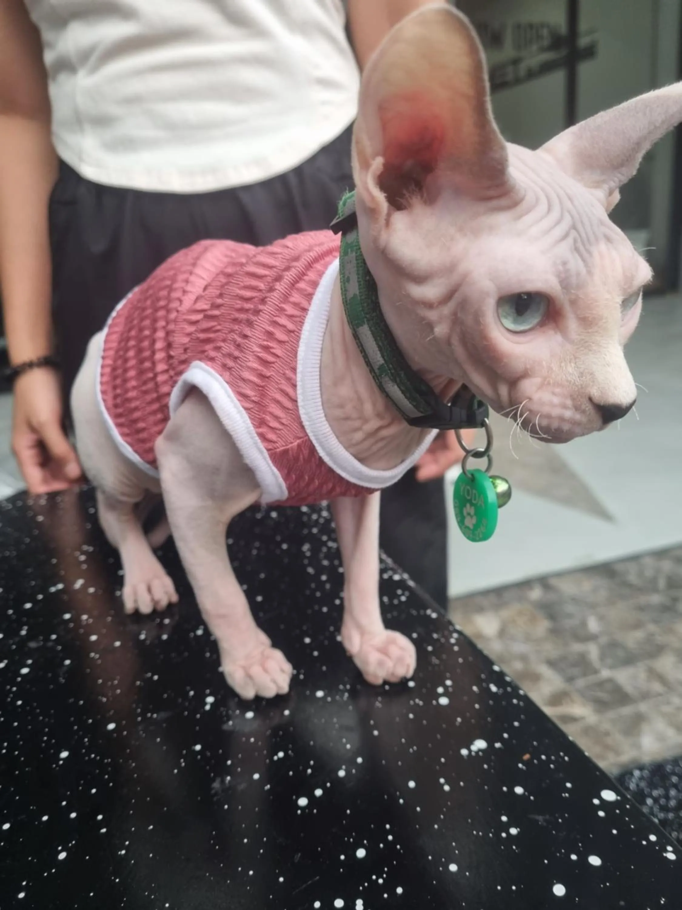 Pets in Met A Space Pod @Phrom Phong