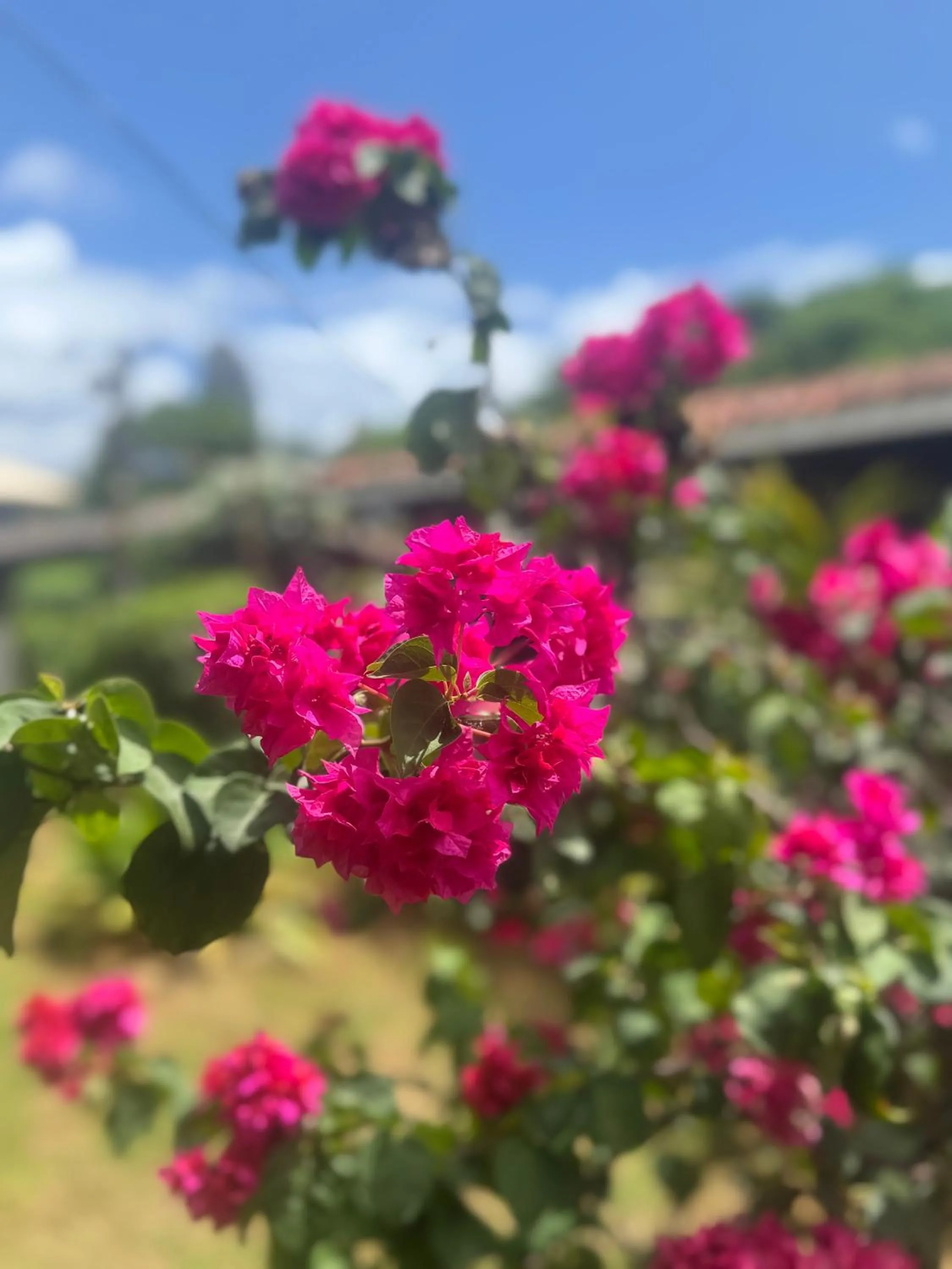 Pousada Rosemary Suítes