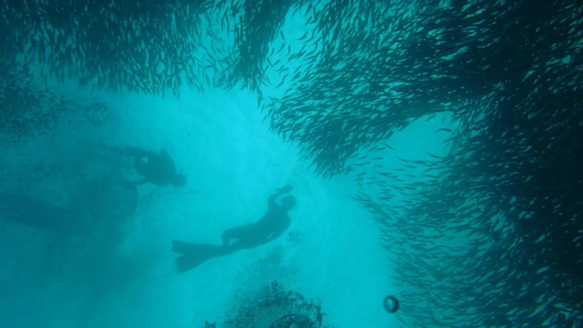 Diving in The Wild Orchid Resort - Moalboal