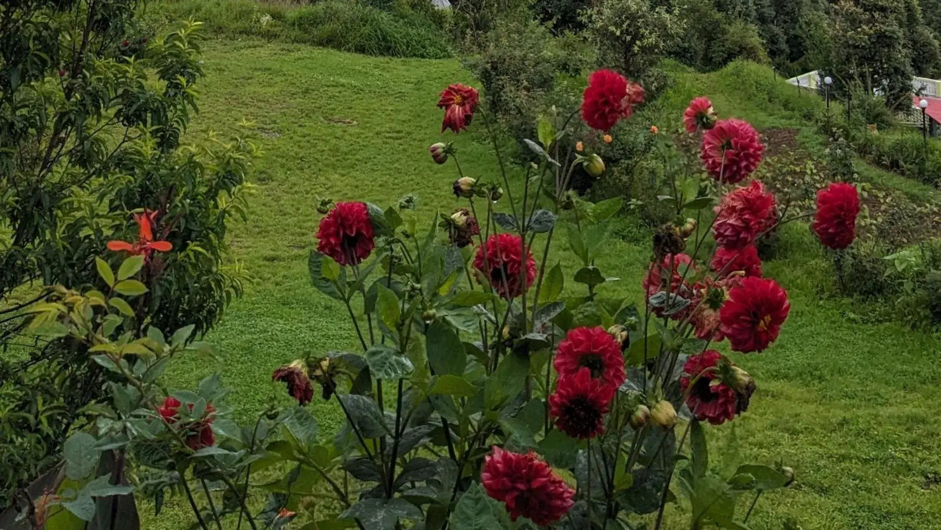 Garden view in Haut Monde King's Paradise Resort Garden view in Haut Monde King's Paradise Resort
