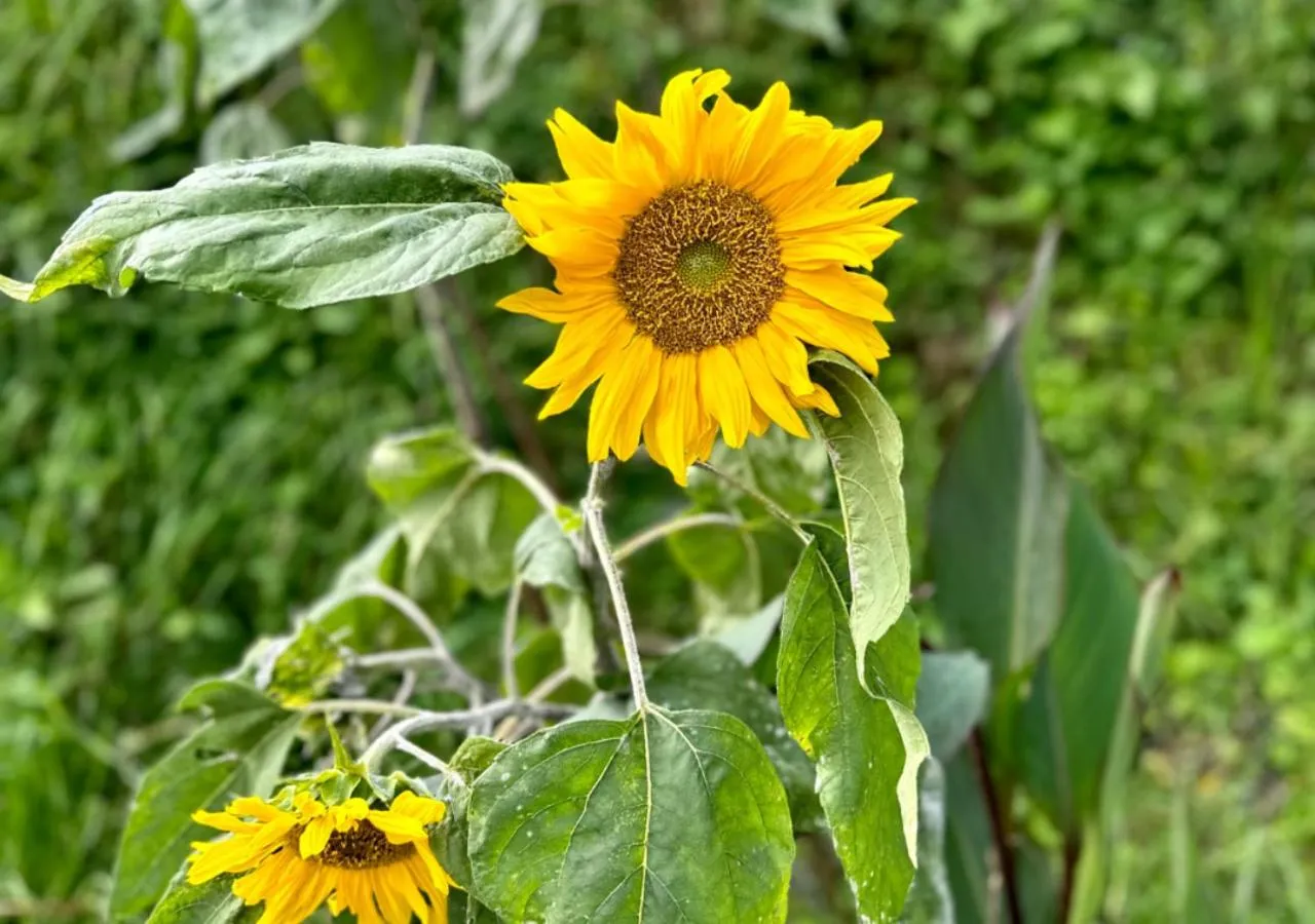 Garden in Haut Monde King's Paradise Resort