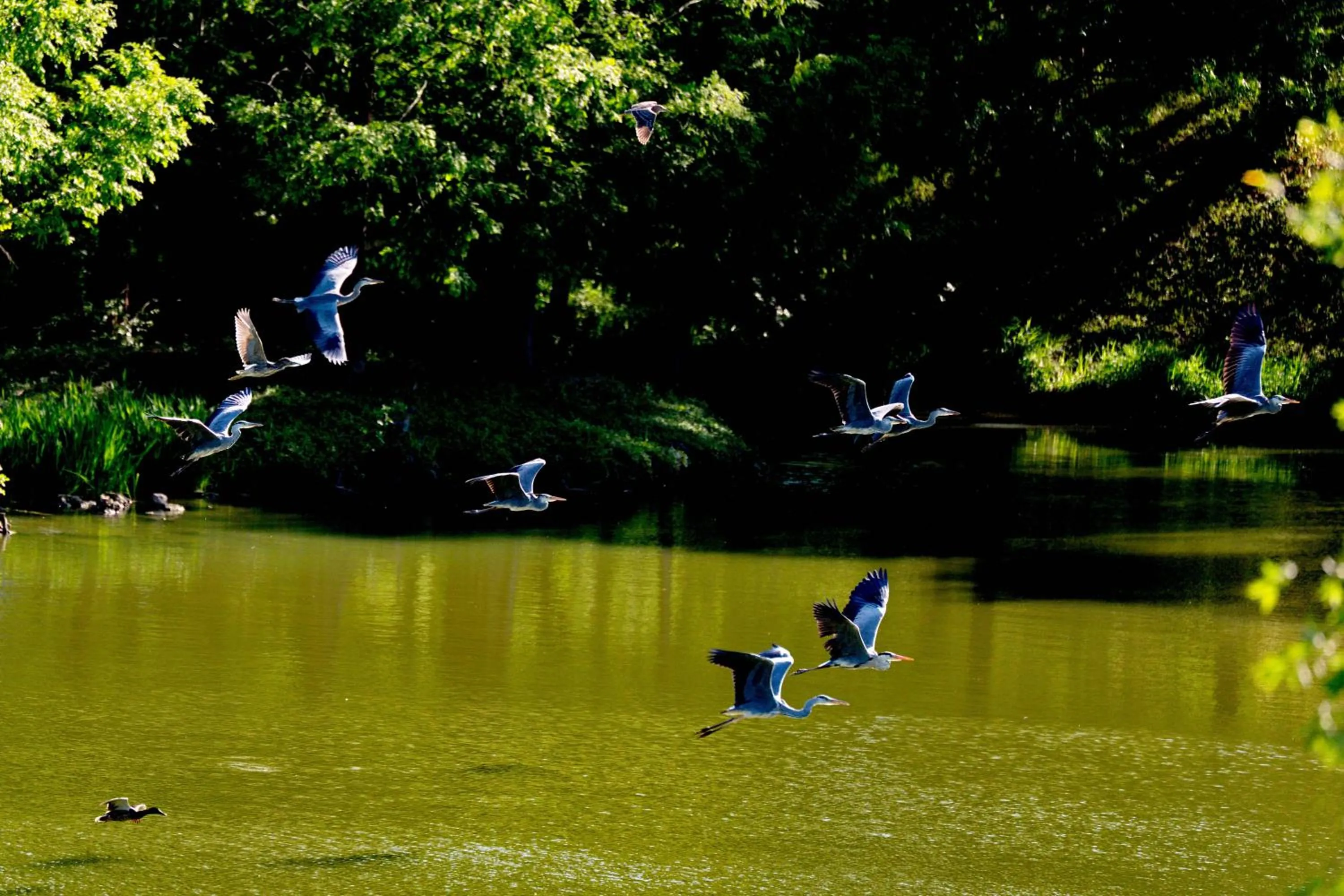 Day in Zhi Resort Beijing&Peafowl Garden&Breakfast with Deer&Private Hot Spring&50 Meter Swimming Pool&Free Coffee&Close to Olympic Forest Park