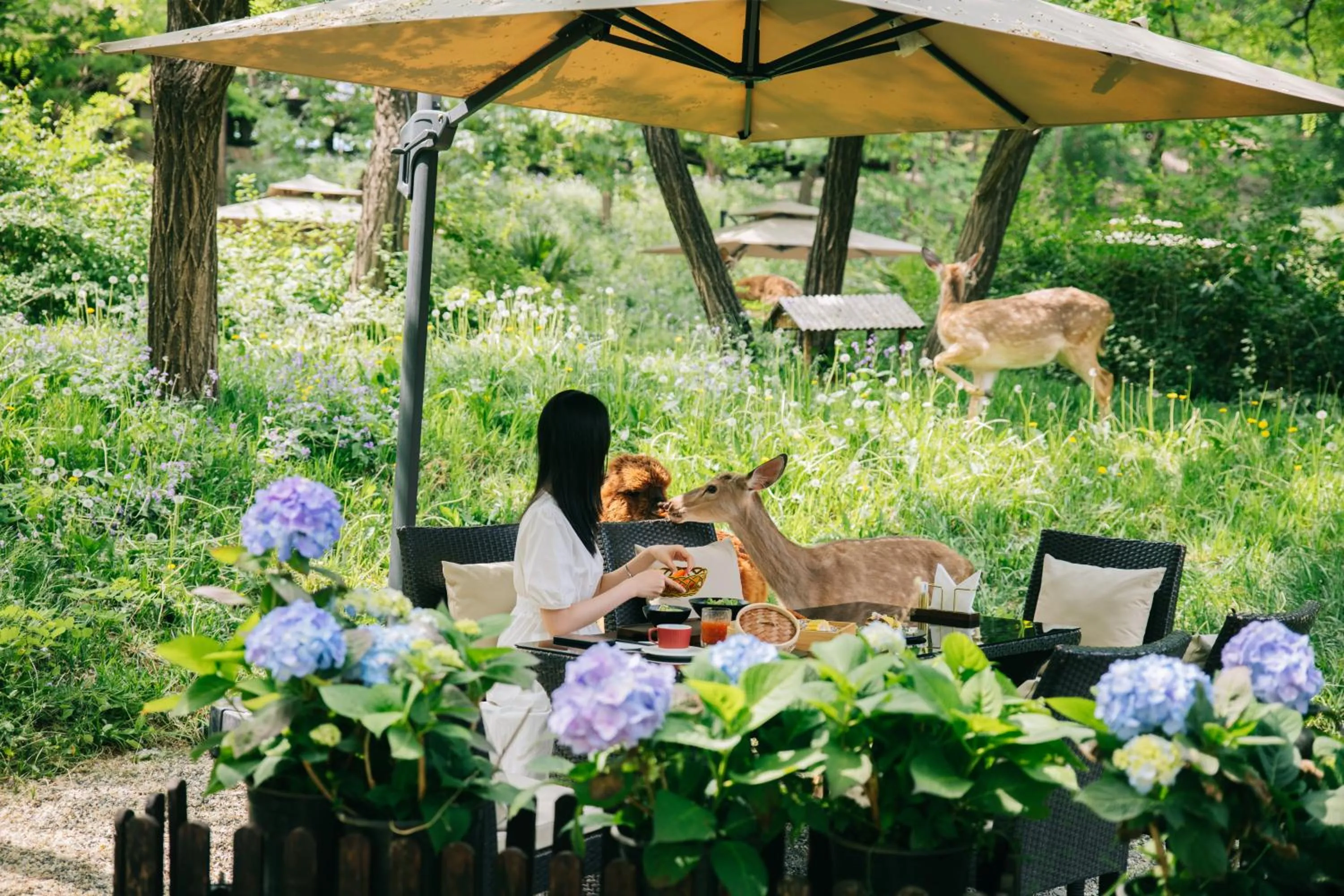 Natural landscape in Zhi Resort Beijing&Peafowl Garden&Breakfast with Deer&Private Hot Spring&50 Meter Swimming Pool&Free Coffee&Close to Olympic Forest Park