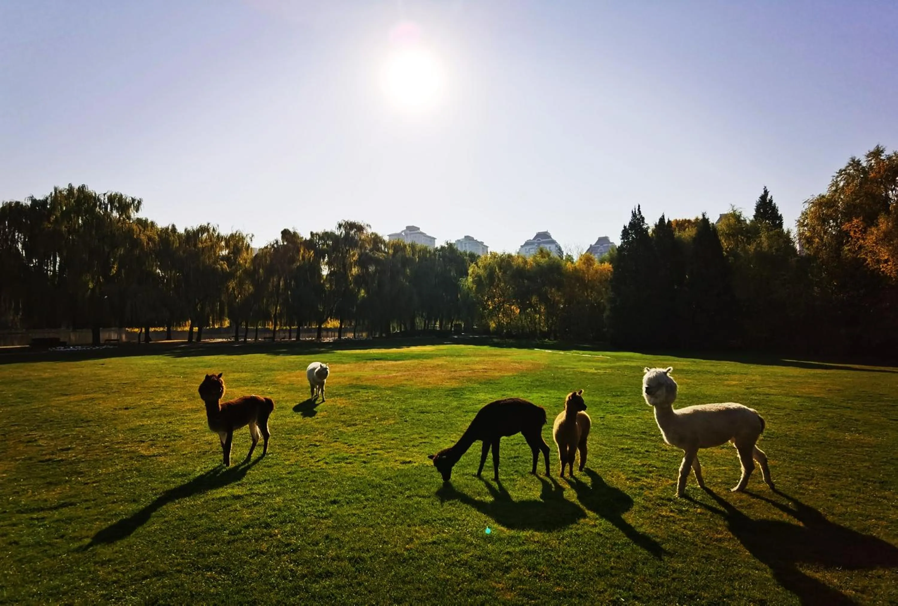 Day in Zhi Resort Beijing&Peafowl Garden&Breakfast with Deer&Private Hot Spring&50 Meter Swimming Pool&Free Coffee&Close to Olympic Forest Park