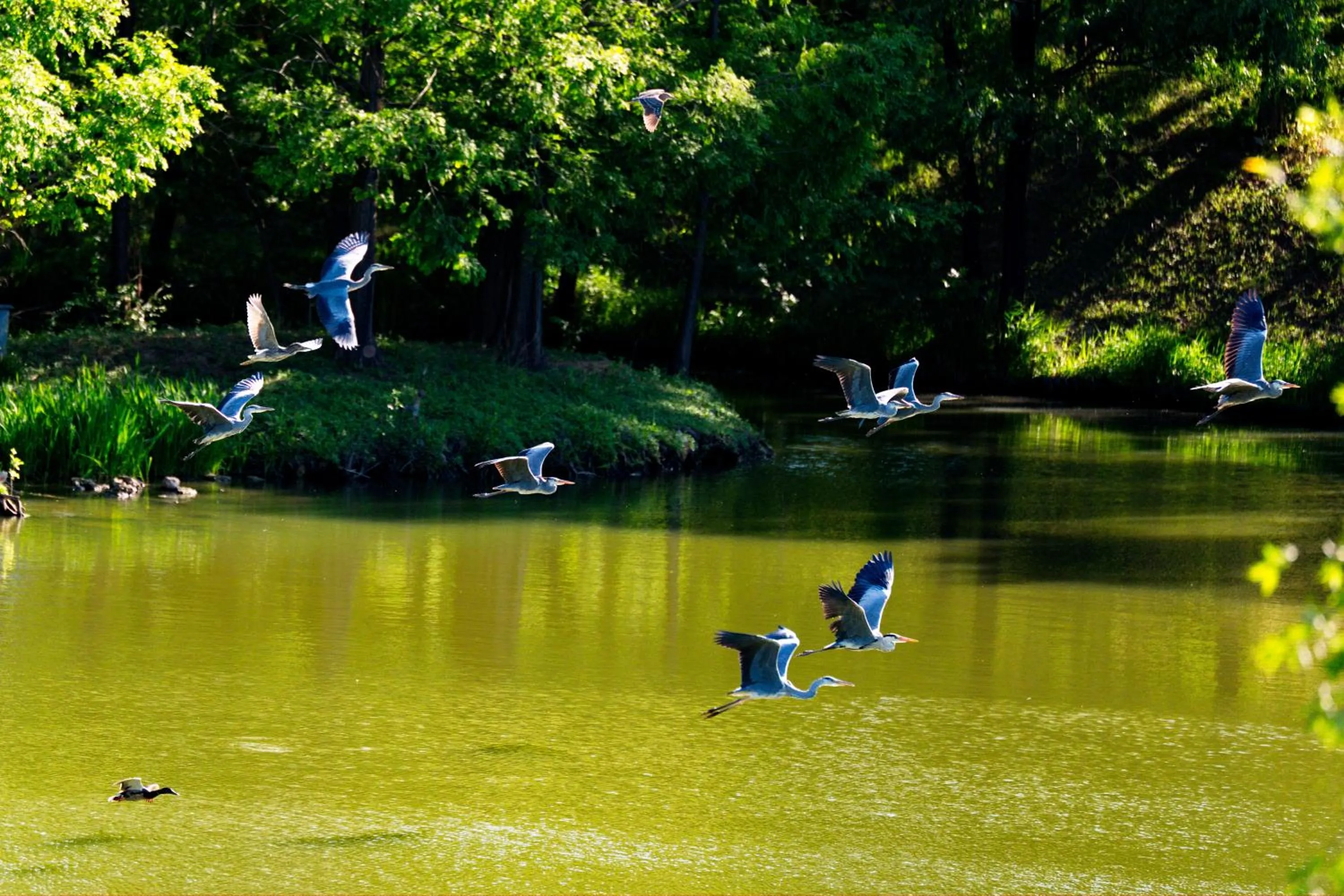 Animals in Zhi Resort Beijing&Peafowl Garden&Breakfast with Deer&Private Hot Spring&50 Meter Swimming Pool&Free Coffee&Close to Olympic Forest Park