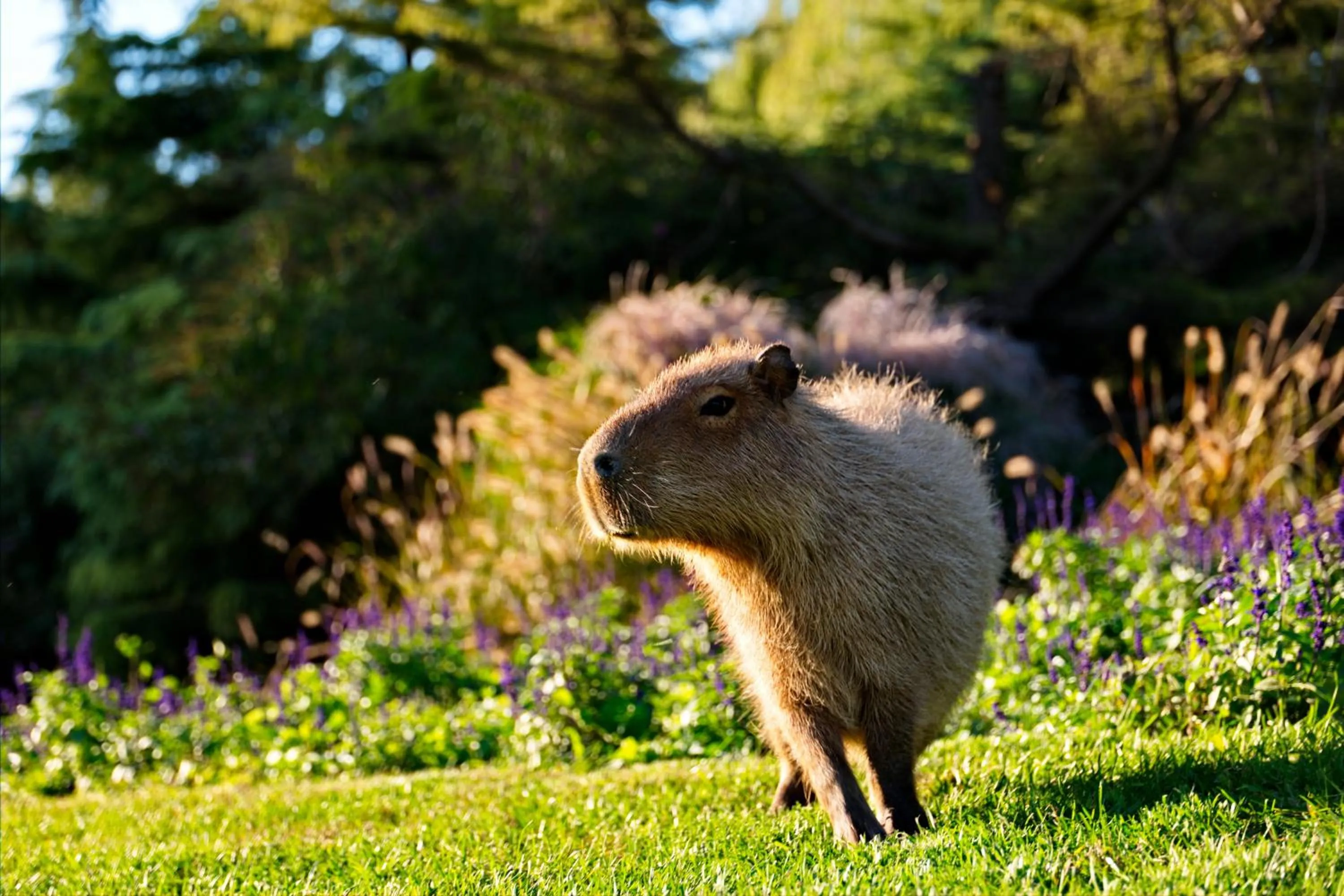 Spring in Zhi Resort Beijing&Peafowl Garden&Breakfast with Deer&Private Hot Spring&50 Meter Swimming Pool&Free Coffee&Close to Olympic Forest Park